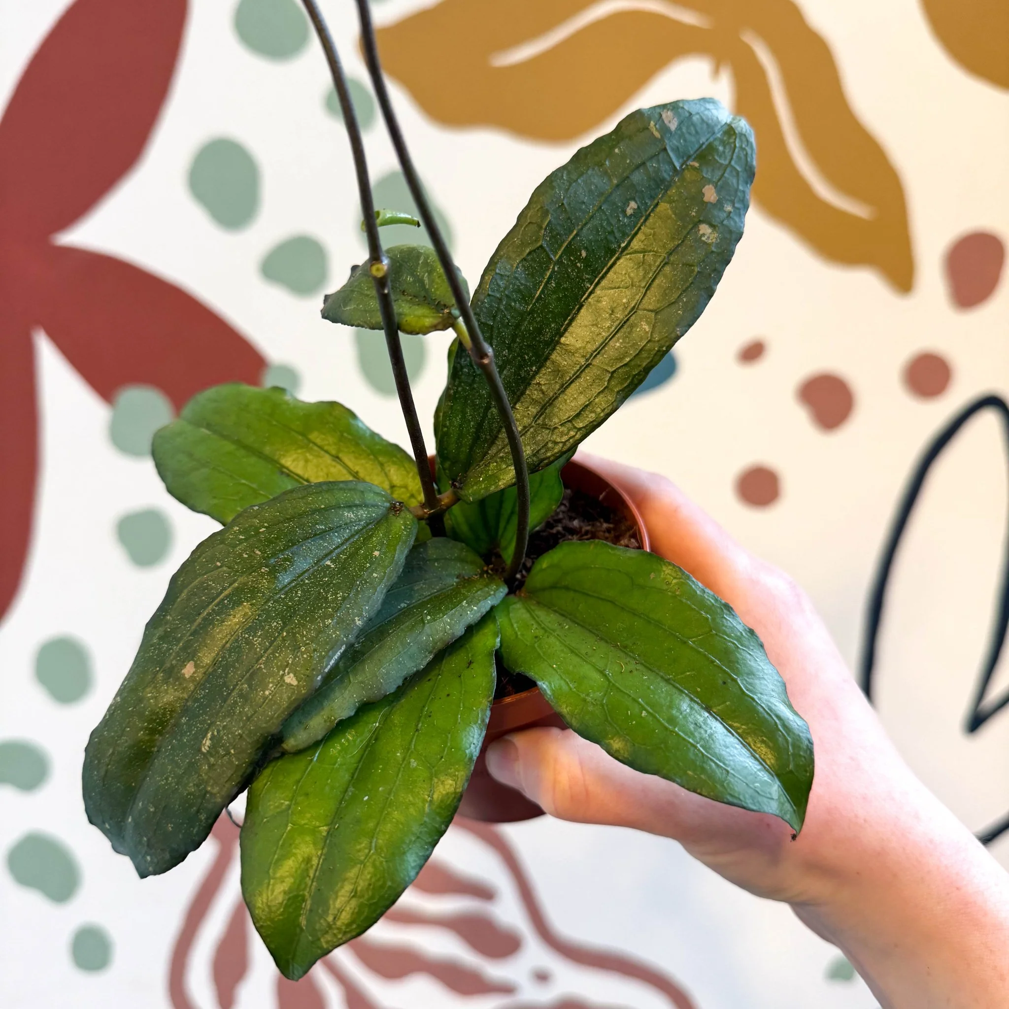 Hoya erythrina - Image 14