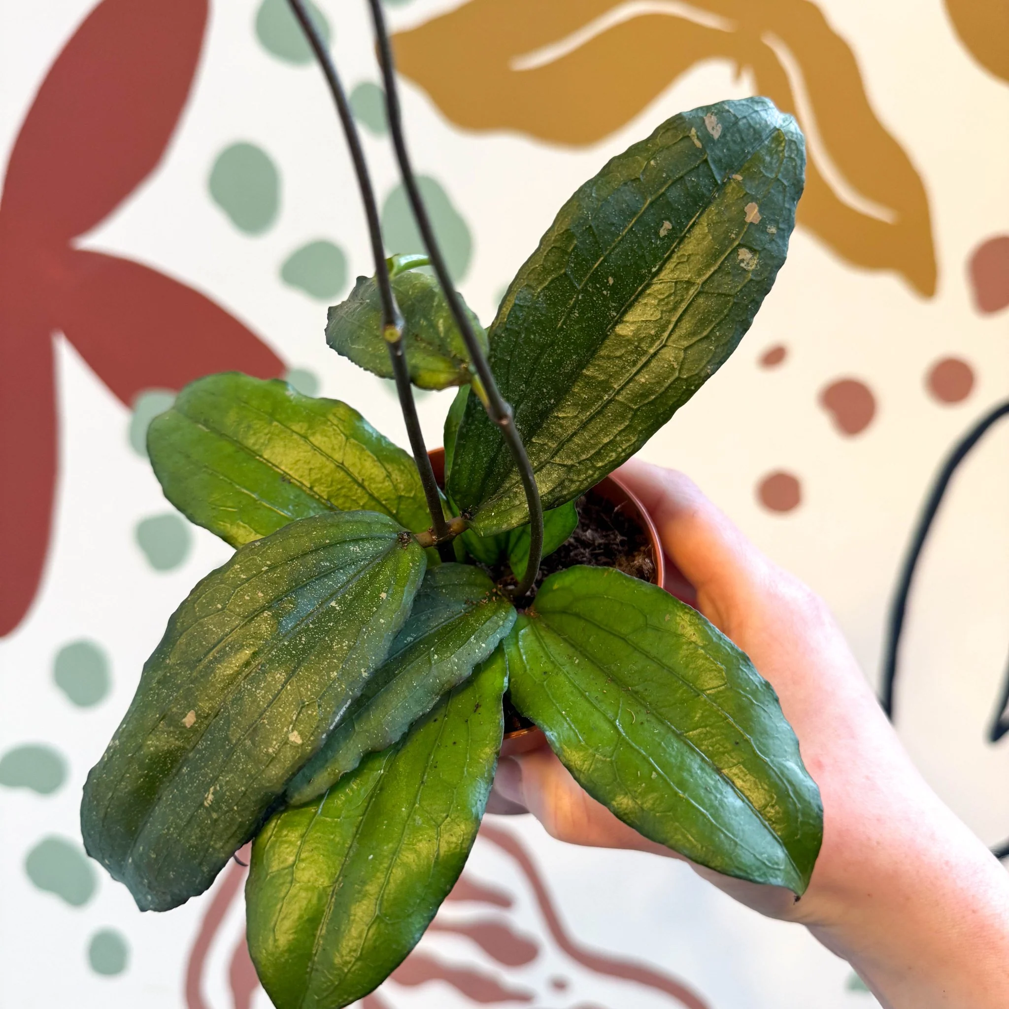Hoya erythrina - Image 15