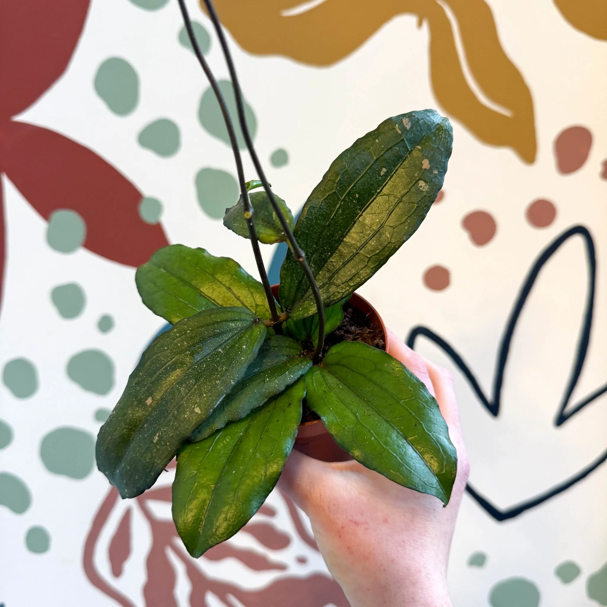 Hoya erythrina - Image 2