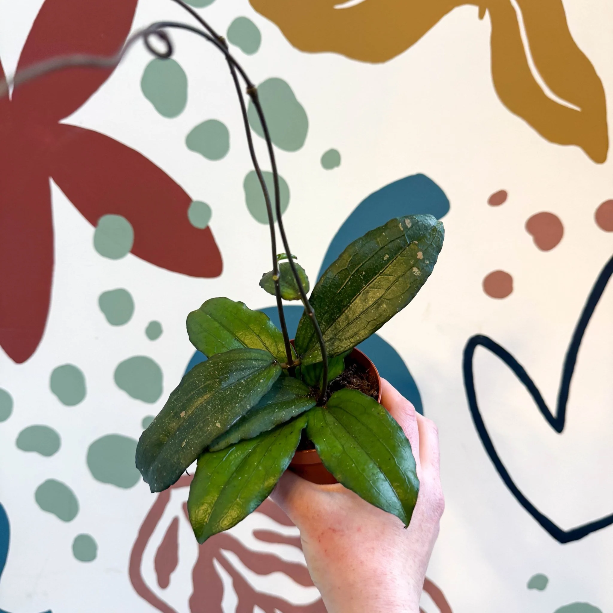 Hoya erythrina - Image 3