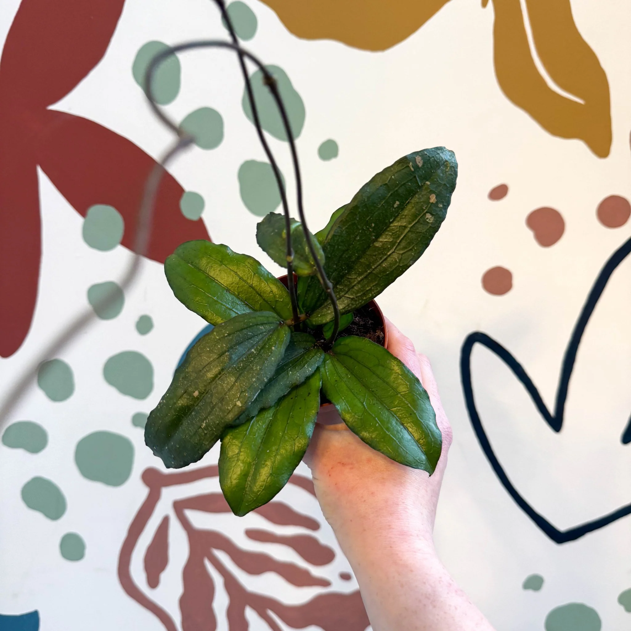 Hoya erythrina - Image 4