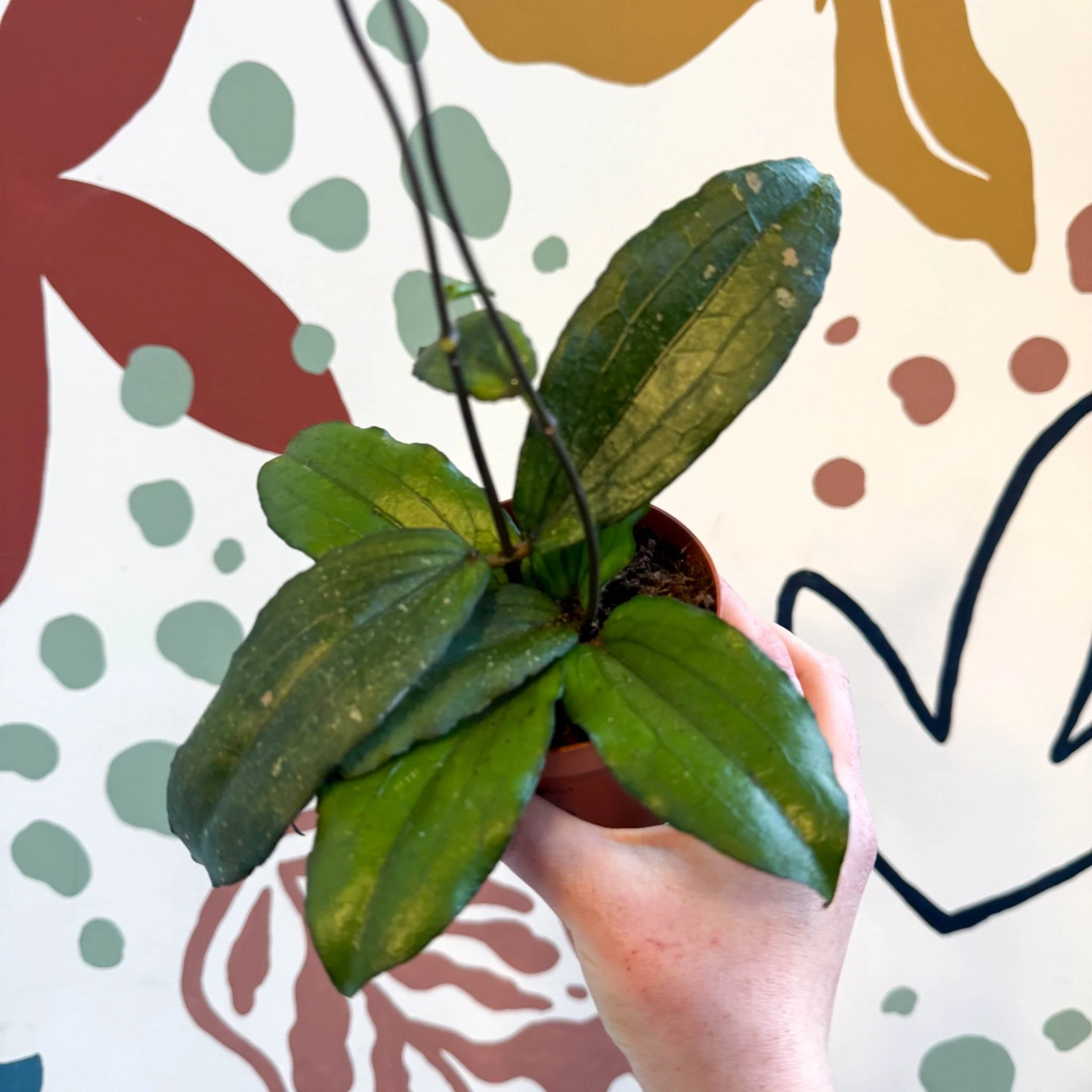 Hoya erythrina - Image 5