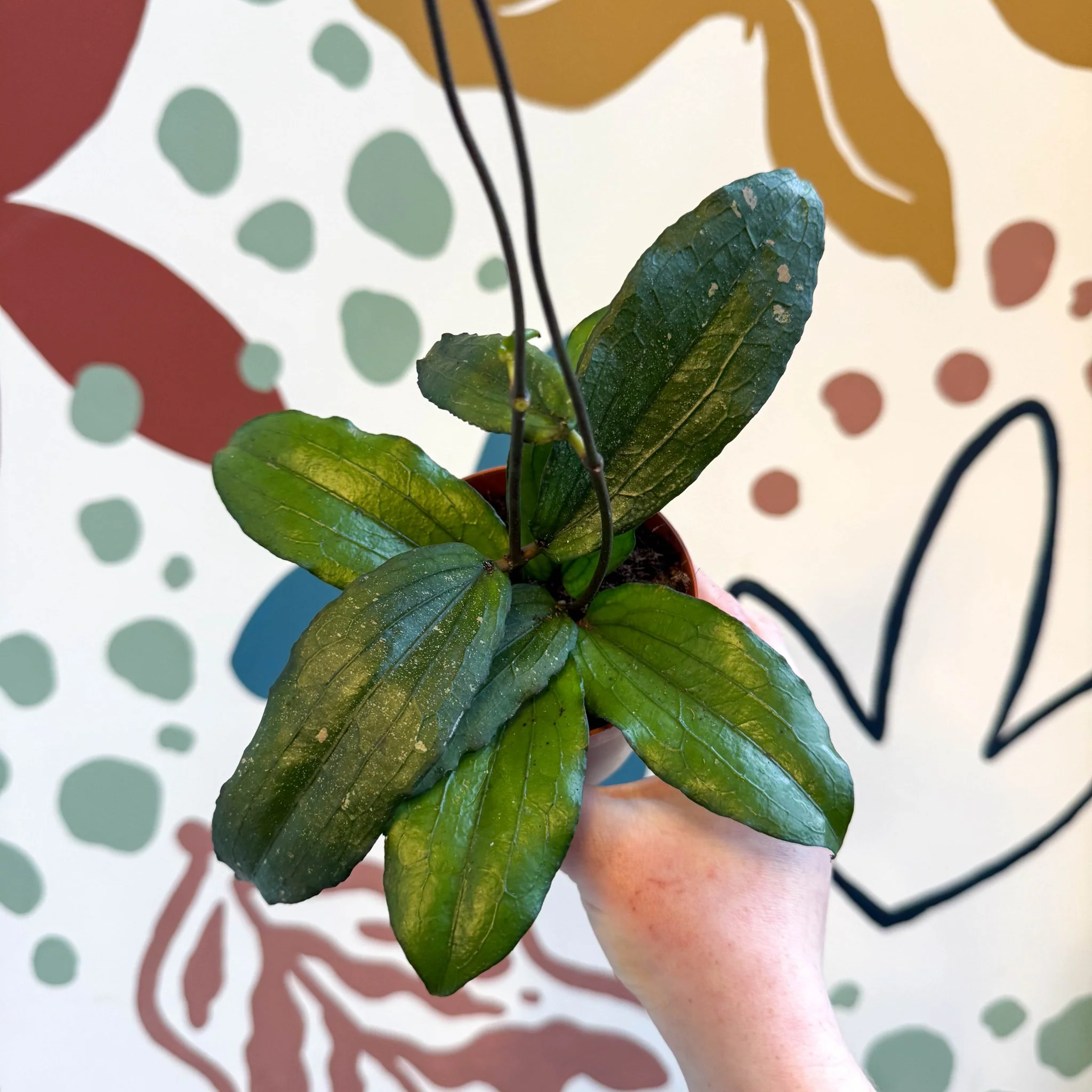 Hoya erythrina - Image 6