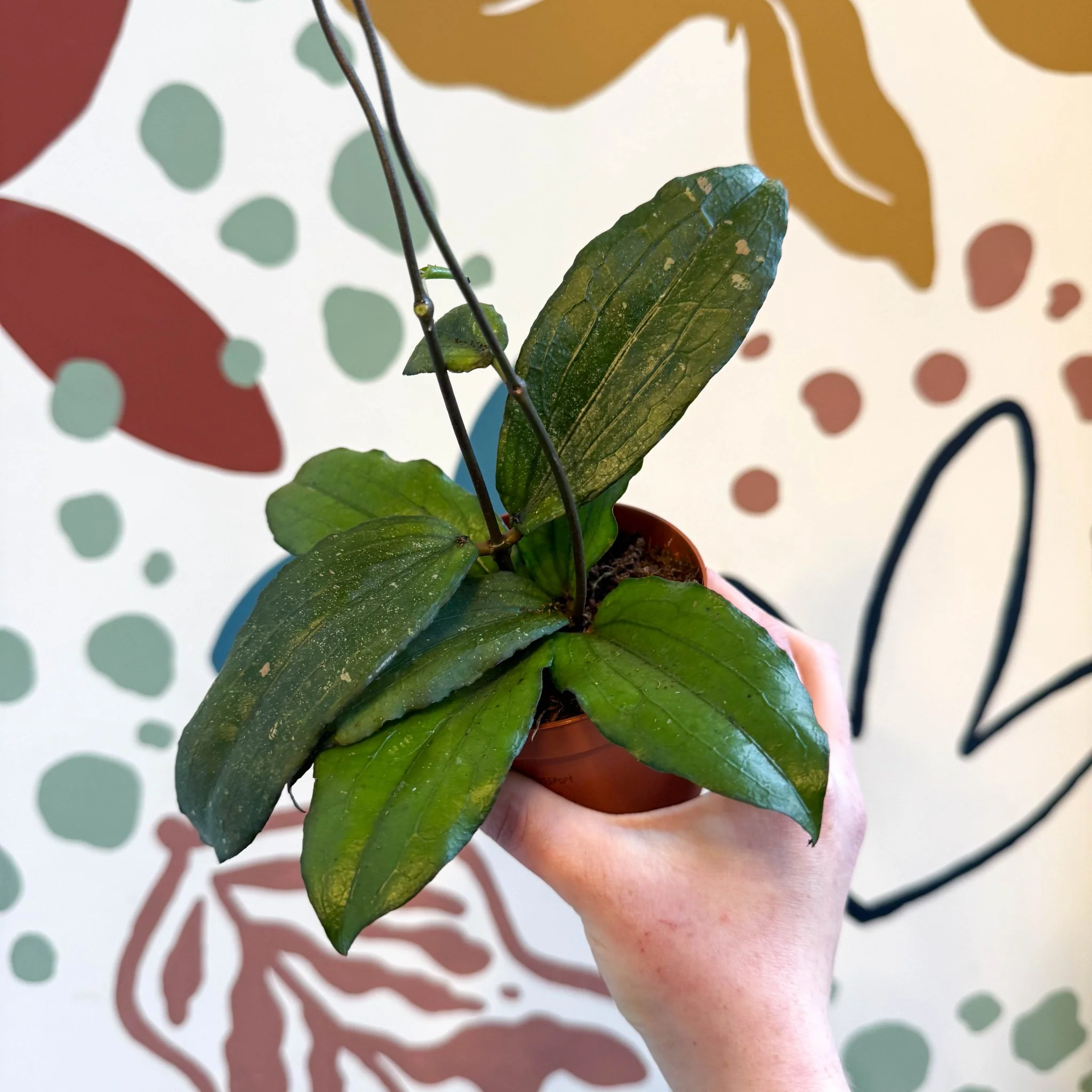 Hoya erythrina - Image 7