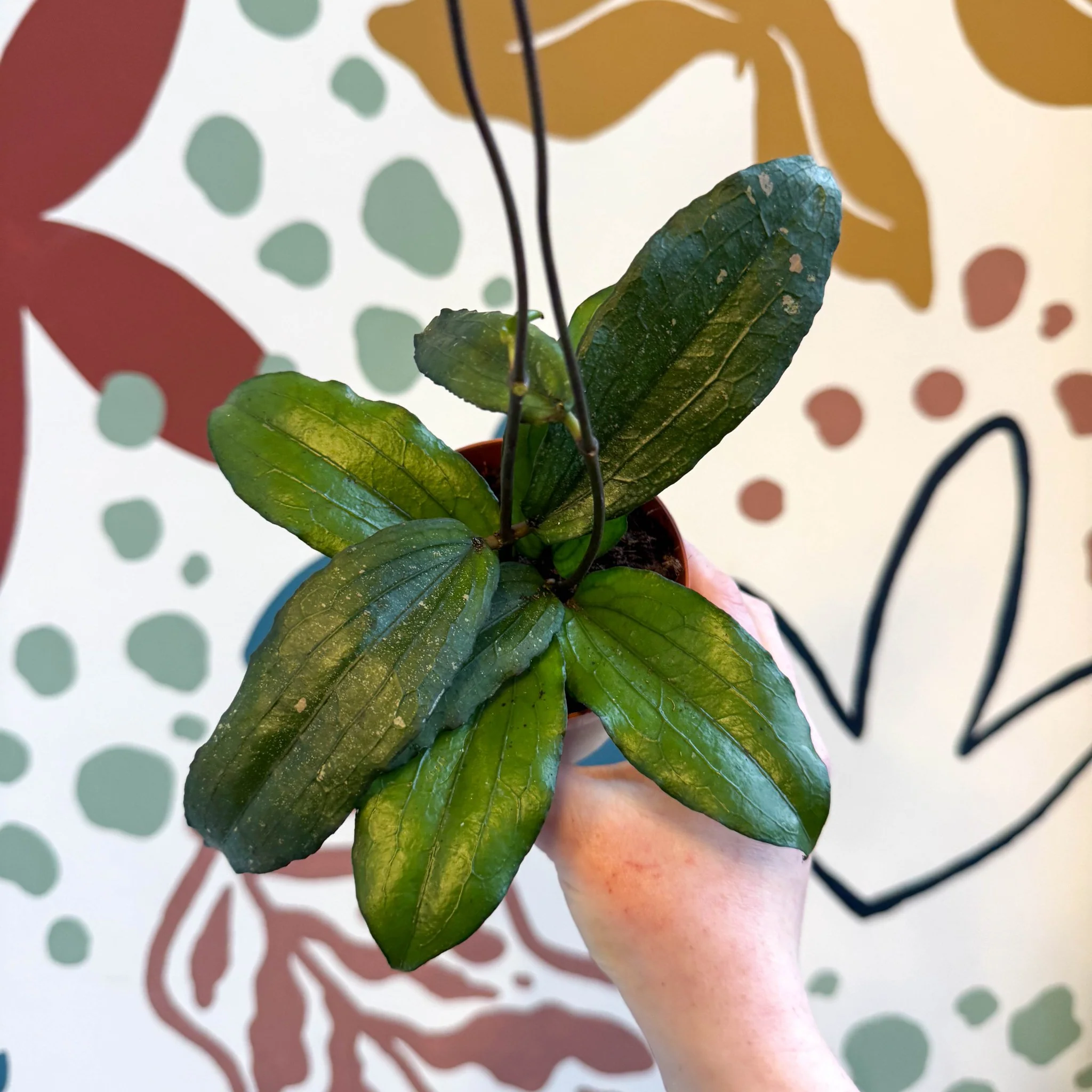 Hoya erythrina - Image 8