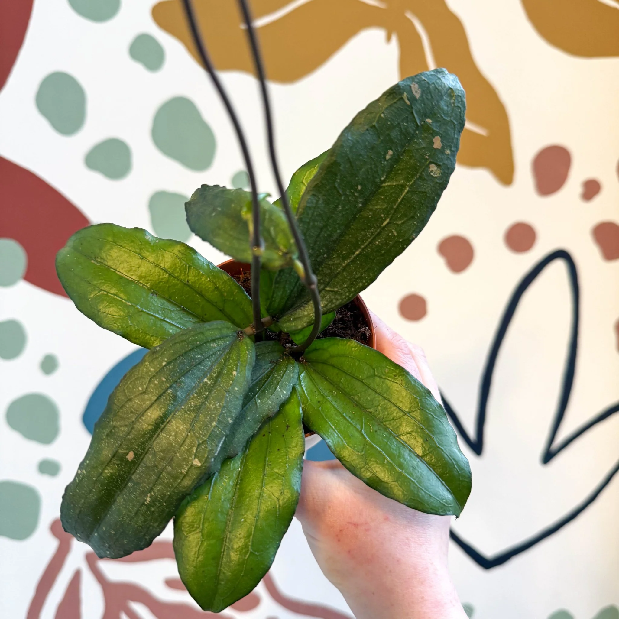Hoya erythrina - Image 9