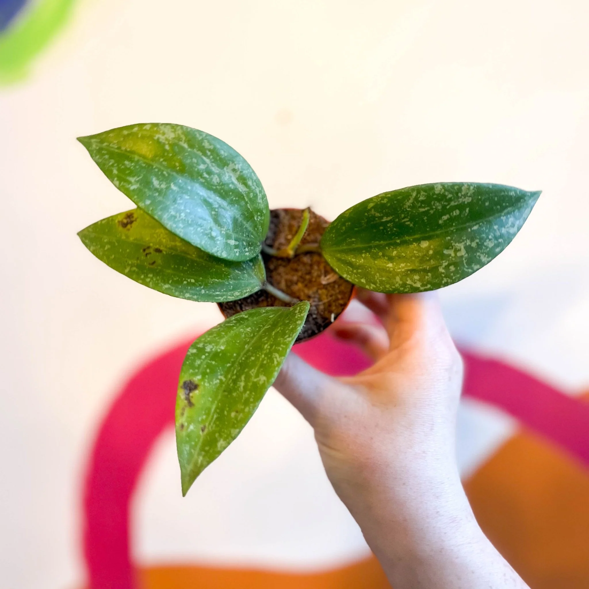Hoya merrillii 'Splash' - Image 3