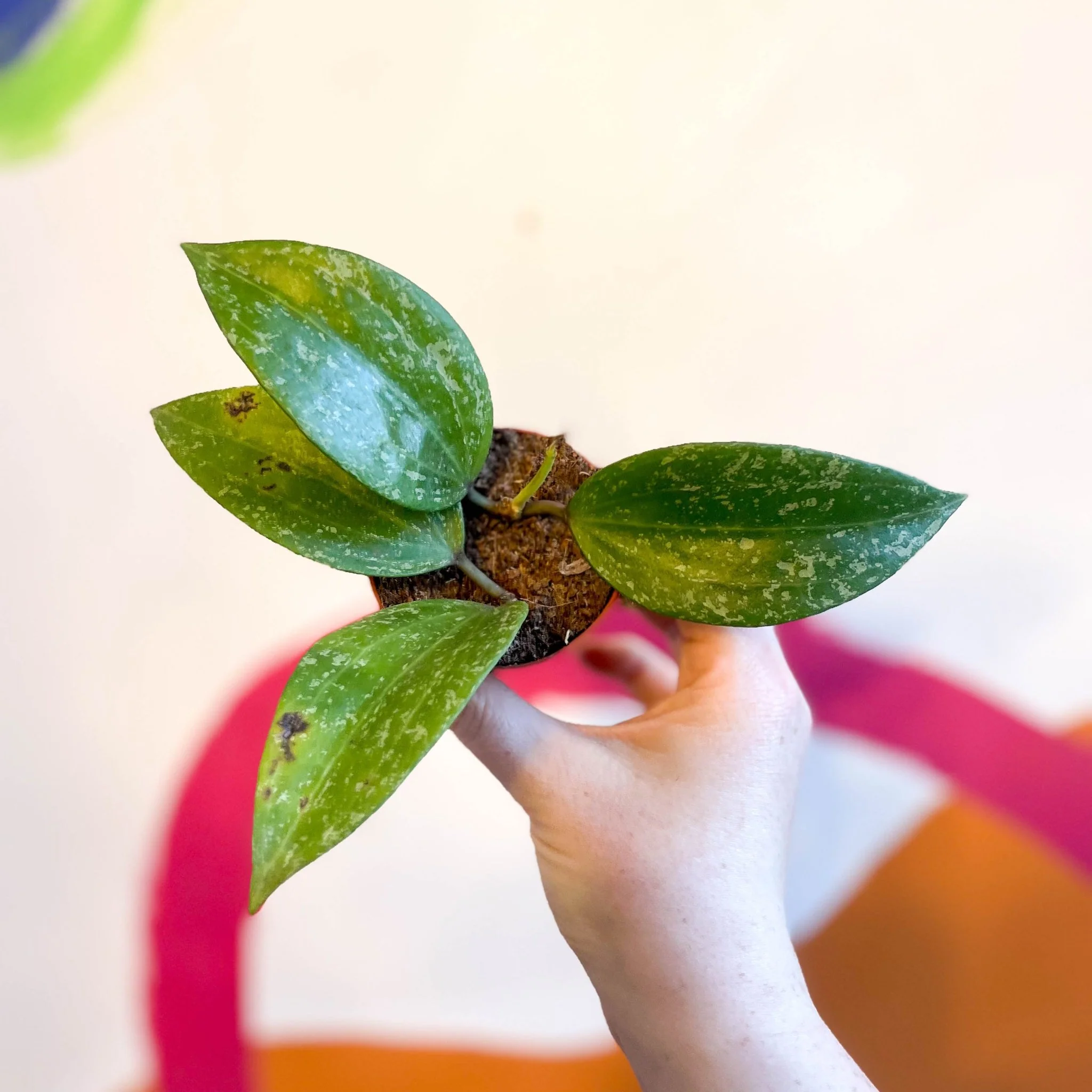 Hoya merrillii 'Splash' - Image 4