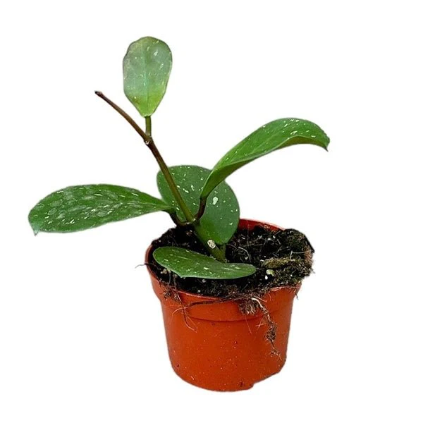Hoya obovota - Image 2