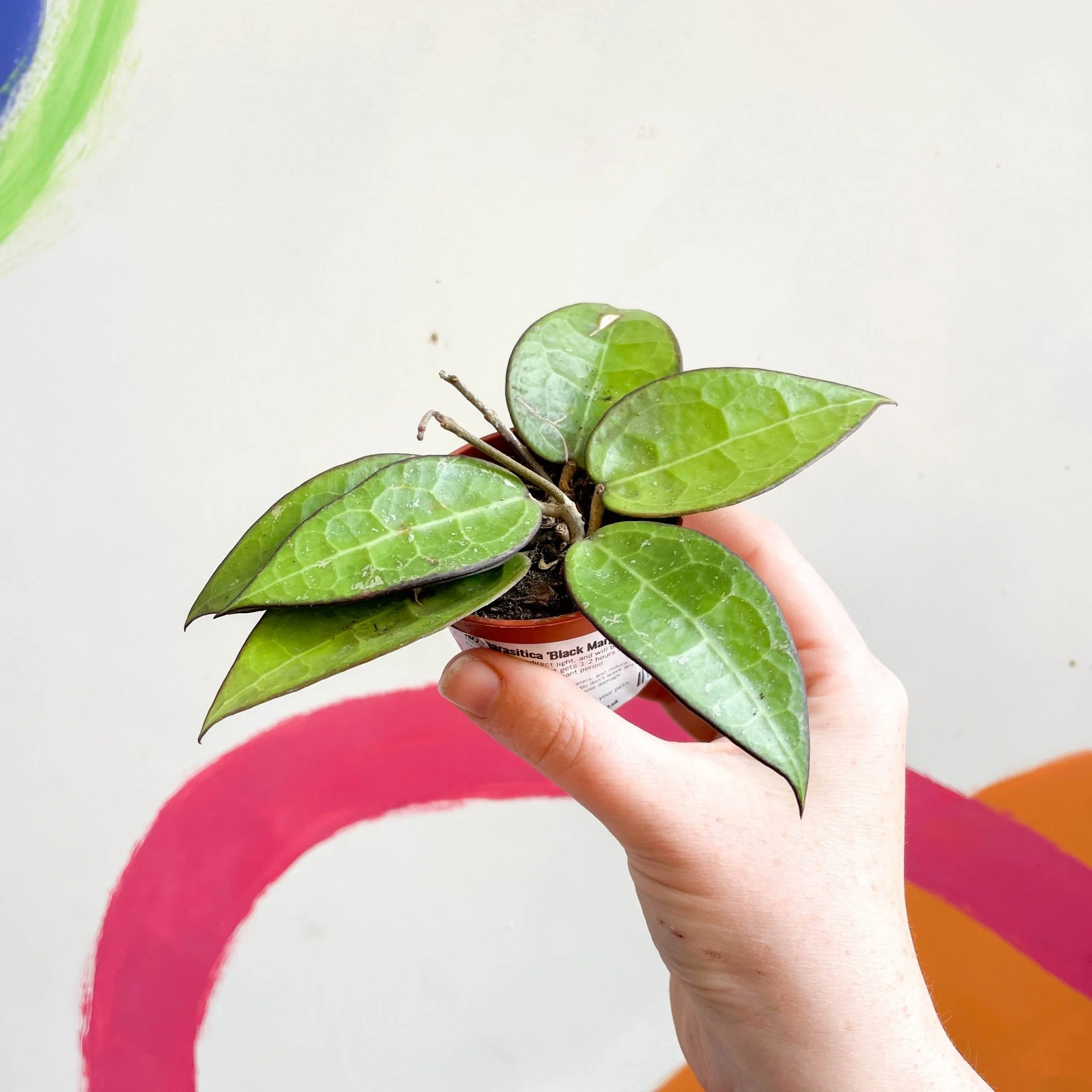 Hoya parasitica 'Black Margin' - Image 2