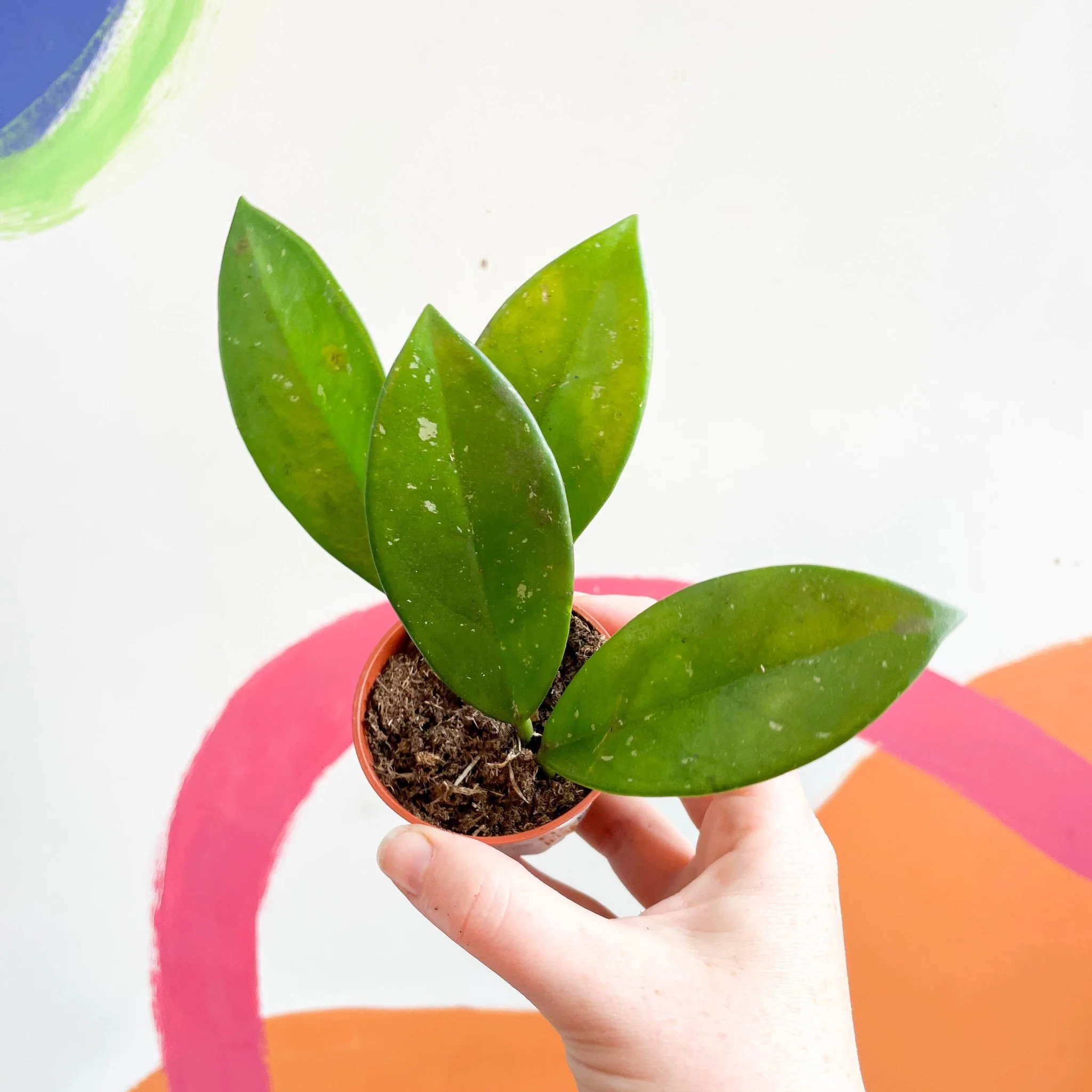 Hoya pubicalyx - Image 2