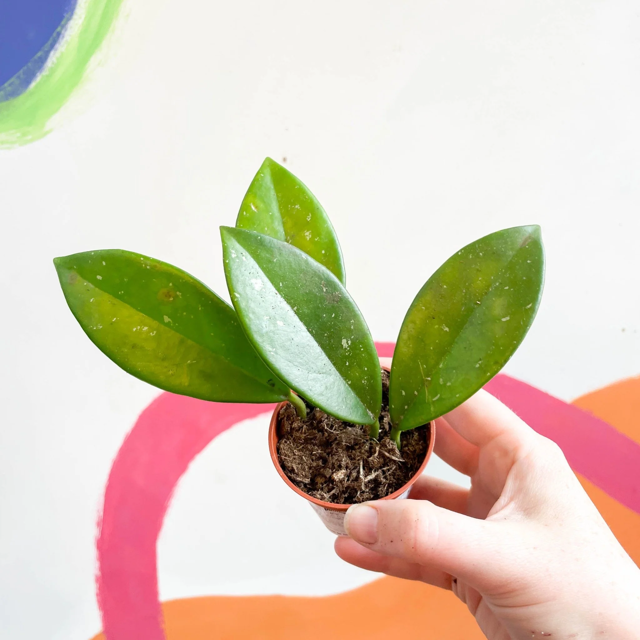 Hoya pubicalyx - Image 3