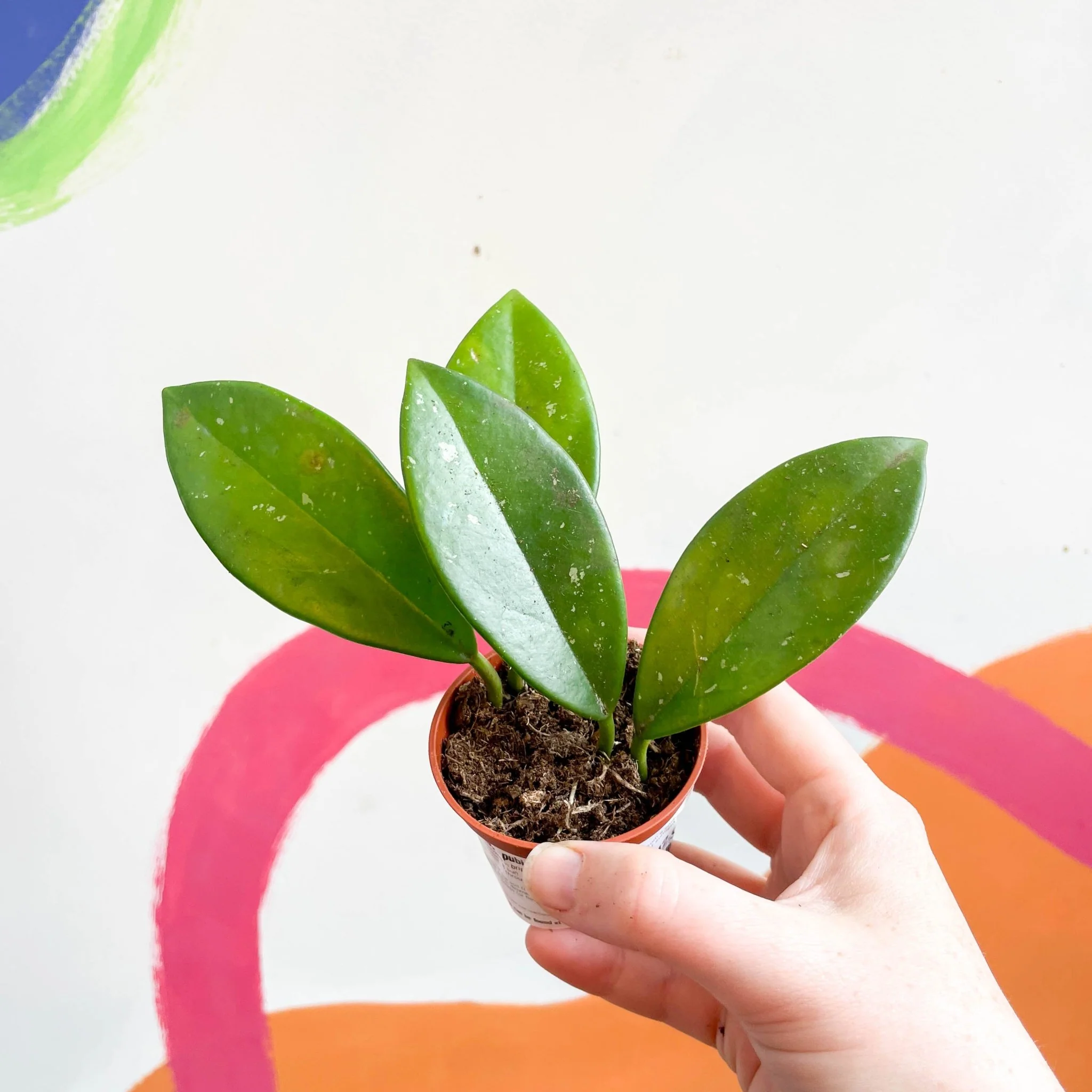 Hoya pubicalyx - Image 4
