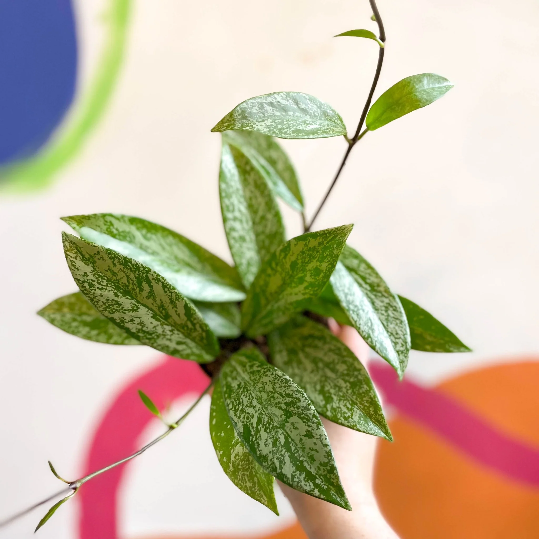 Hoya pubicalyx 'Splash' - Image 11