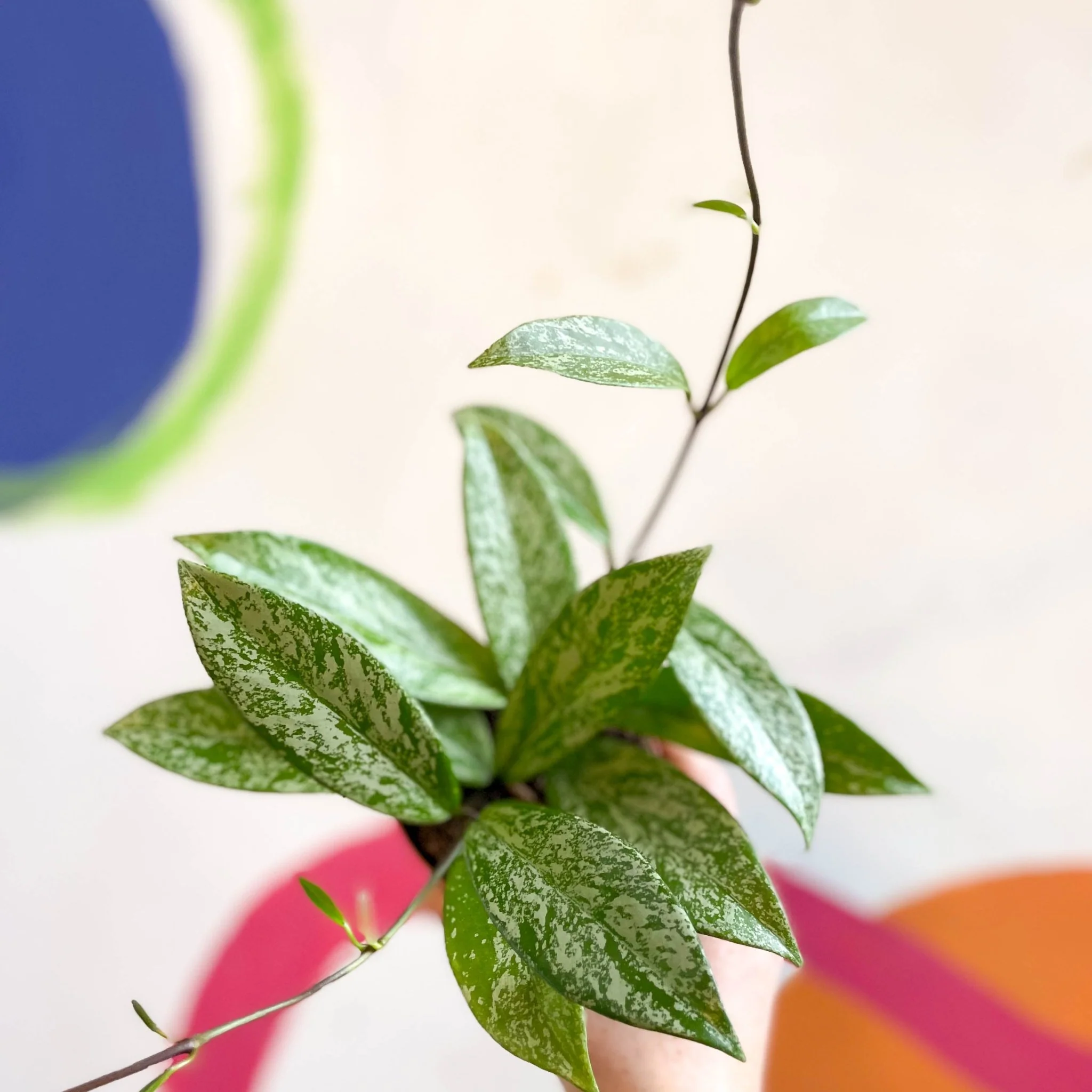 Hoya pubicalyx 'Splash' - Image 12