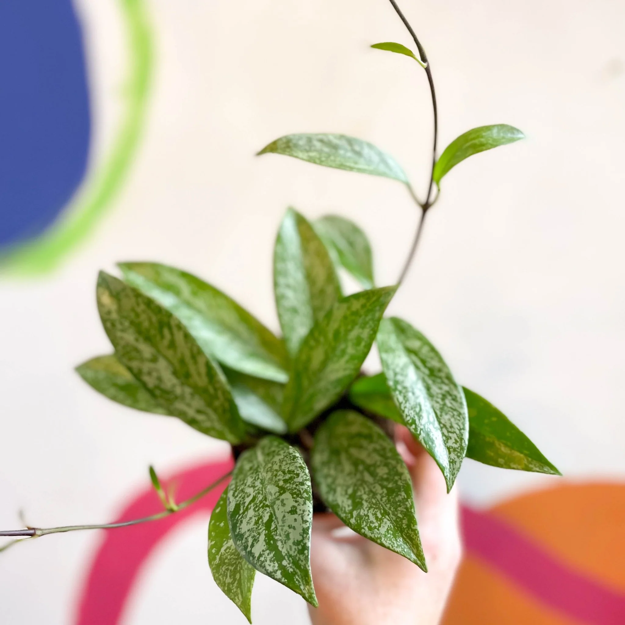 Hoya pubicalyx 'Splash' - Image 13