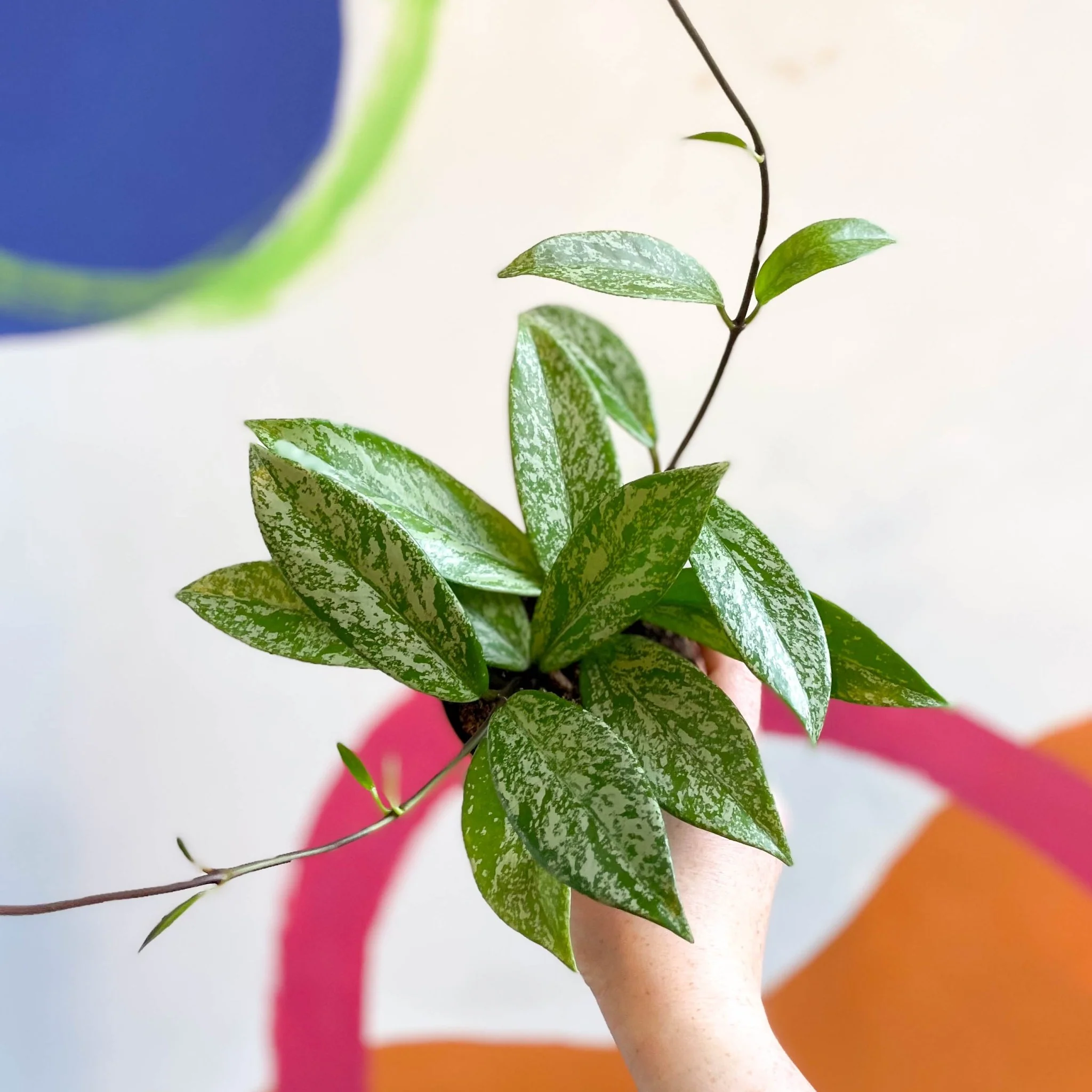 Hoya pubicalyx 'Splash' - Image 2