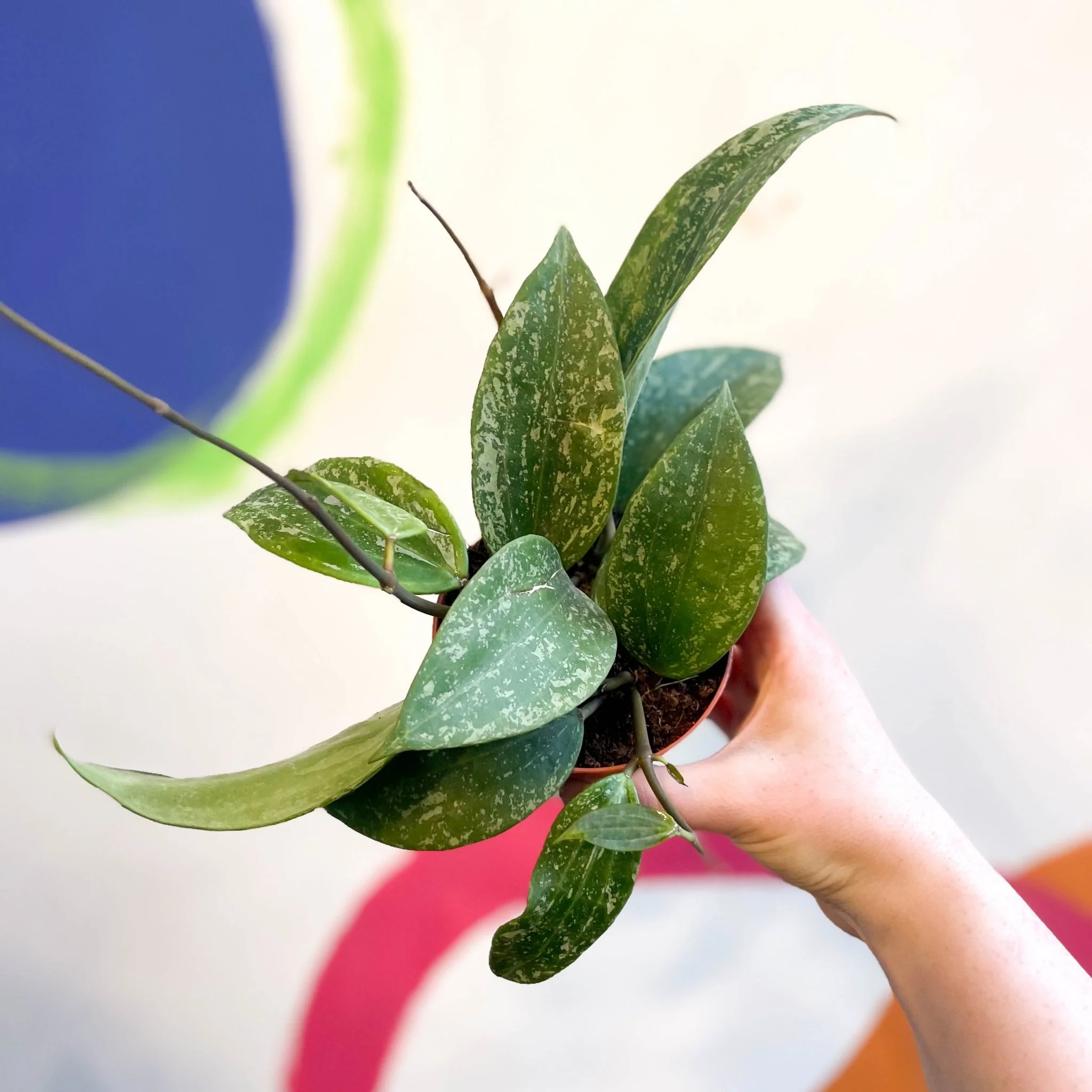 Hoya rangsan - Image 2