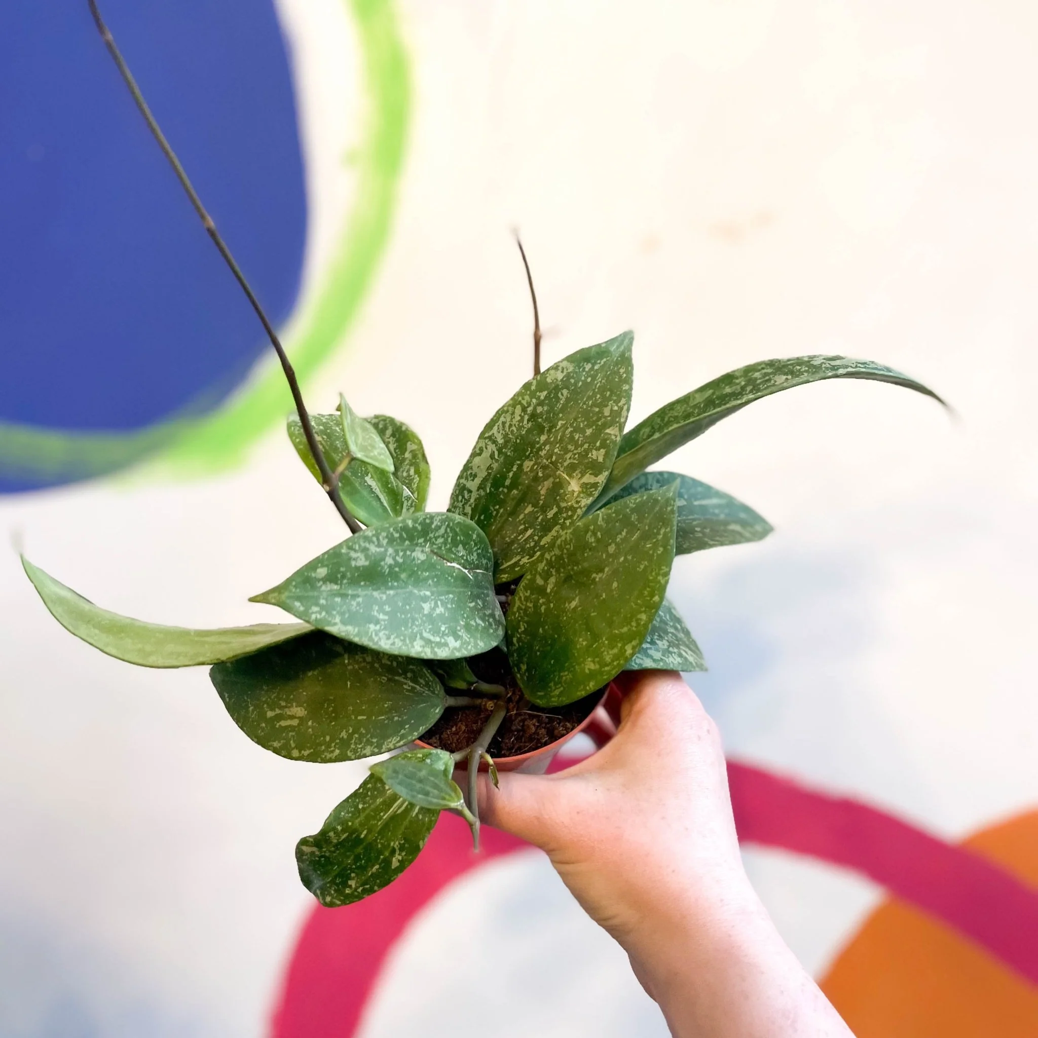 Hoya rangsan - Image 3