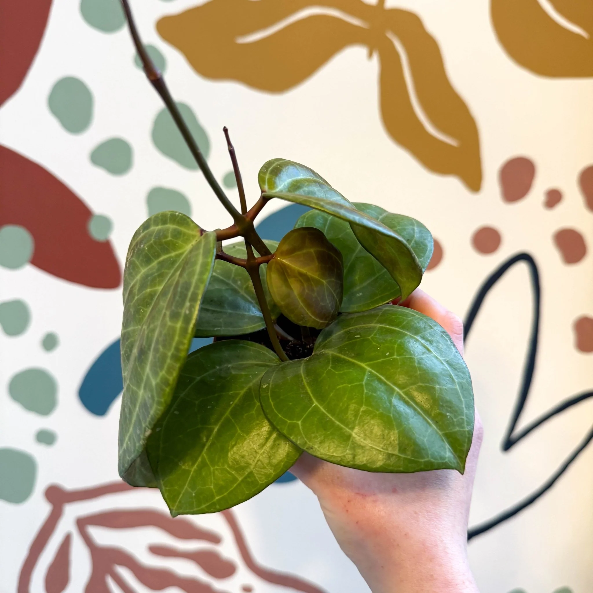 Hoya latifolia ‘Sarawak Cream’