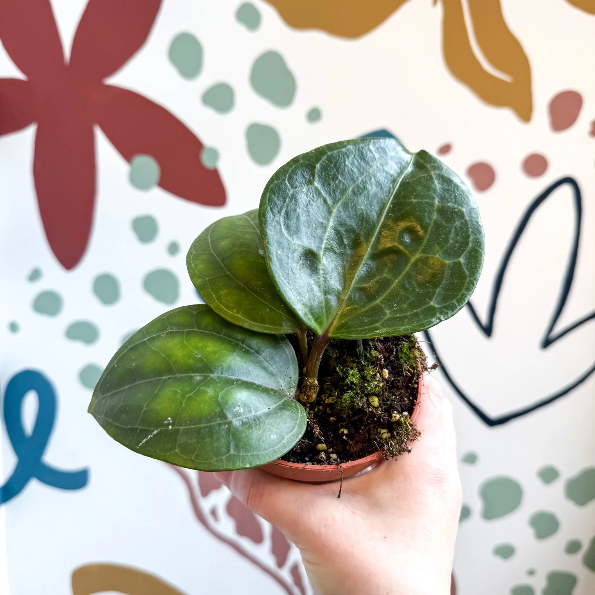 Hoya latifolia ‘Sarawak Cream’ - Image 11