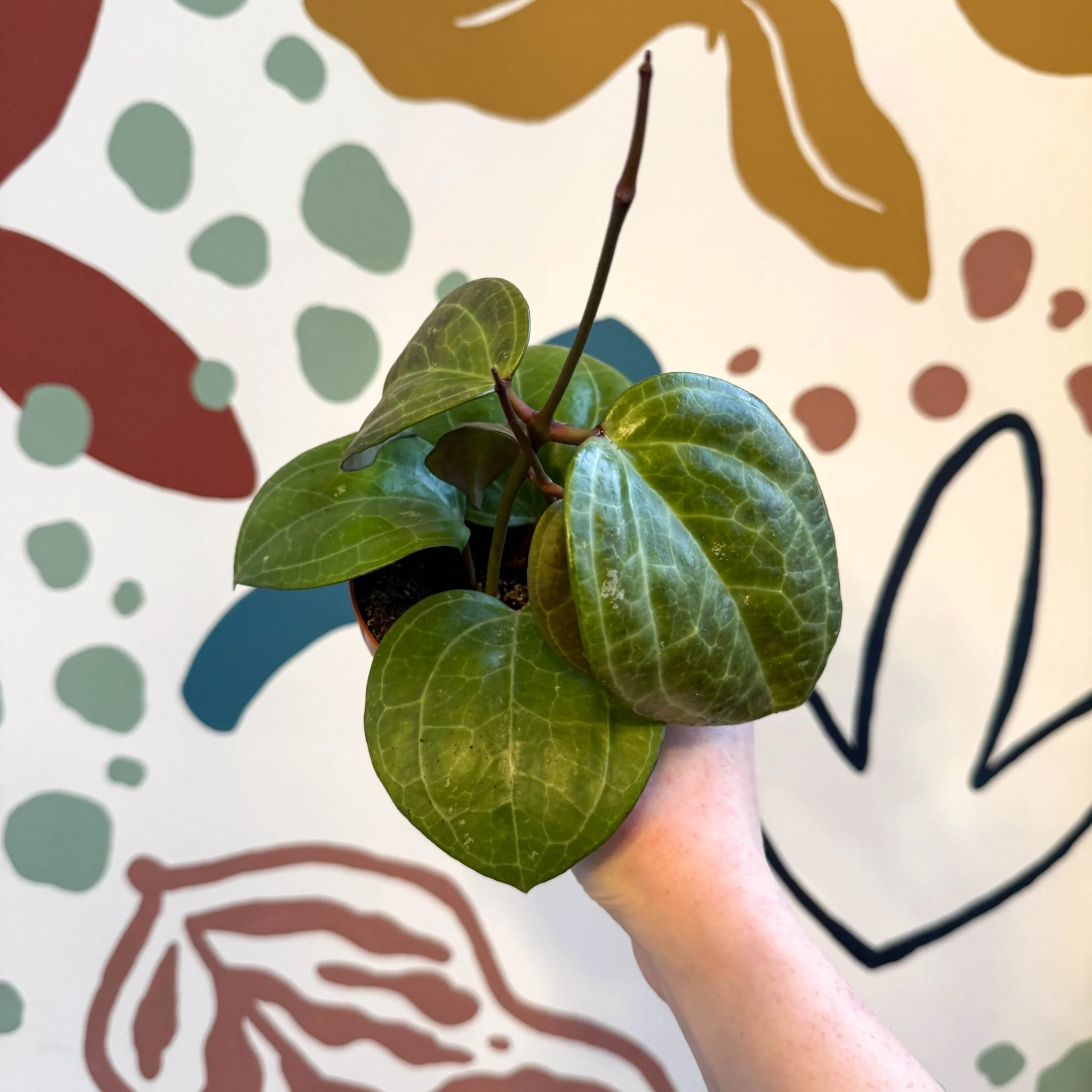 Hoya latifolia ‘Sarawak Cream’ - Image 3