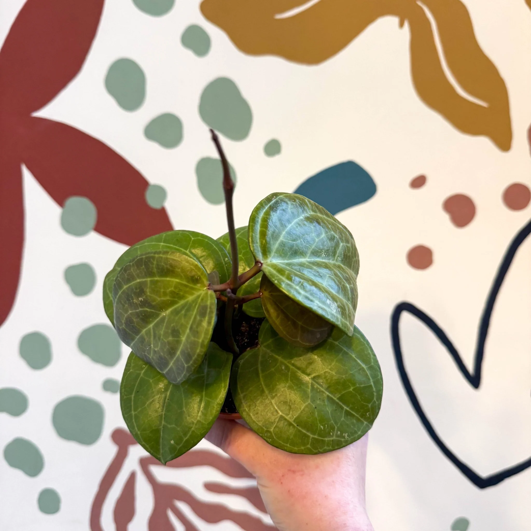 Hoya latifolia ‘Sarawak Cream’ - Image 4