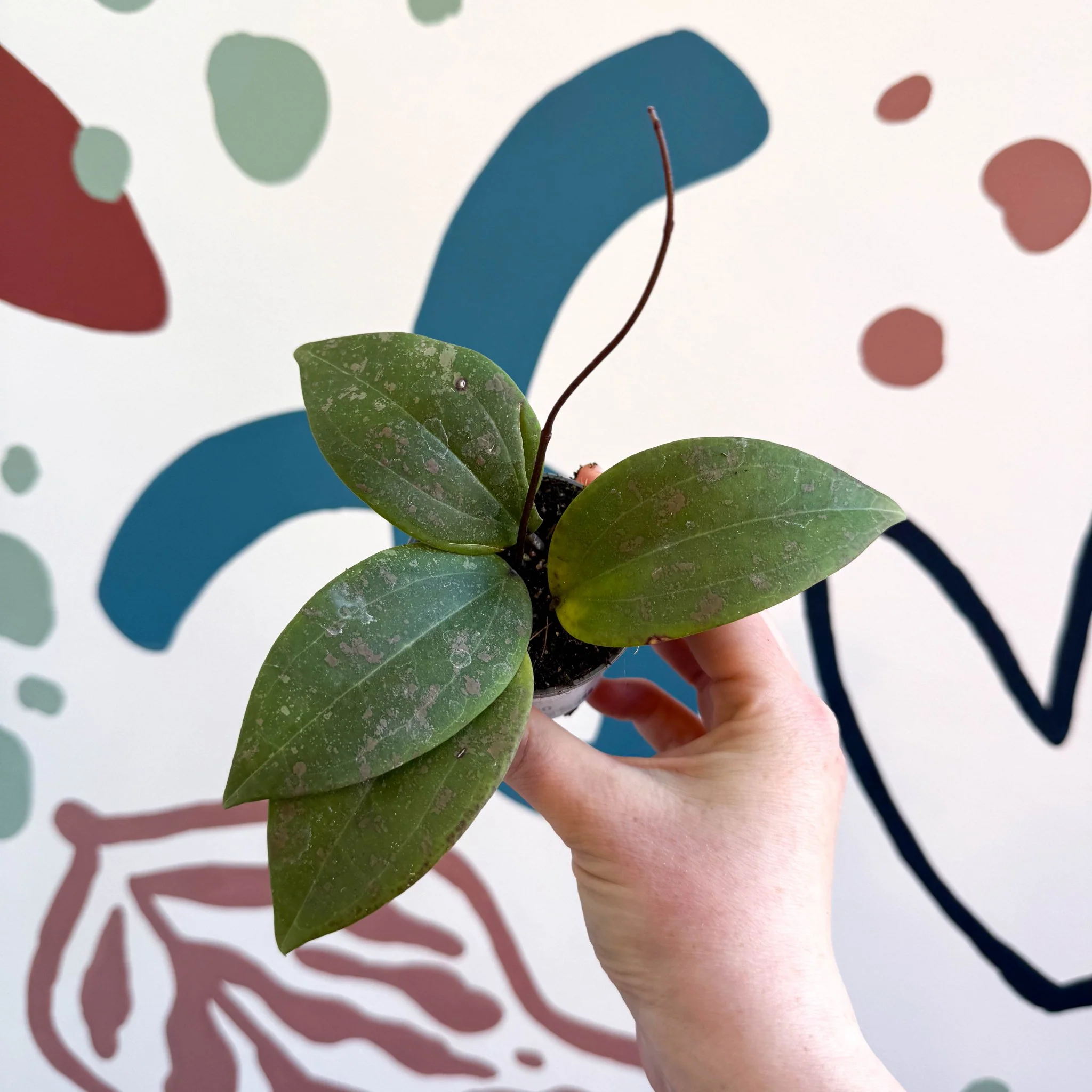 Hoya sigillatis - Image 2