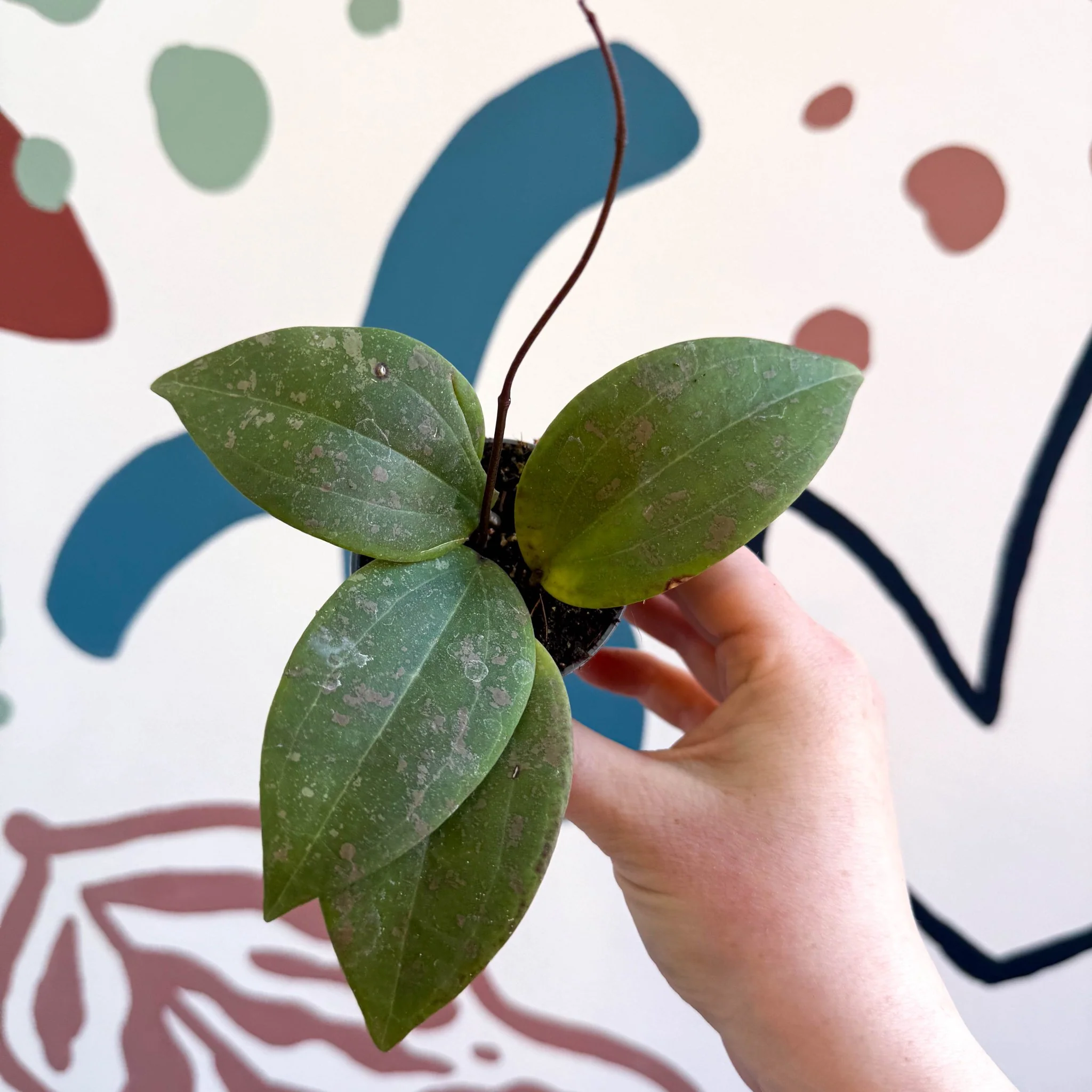 Hoya sigillatis - Image 5