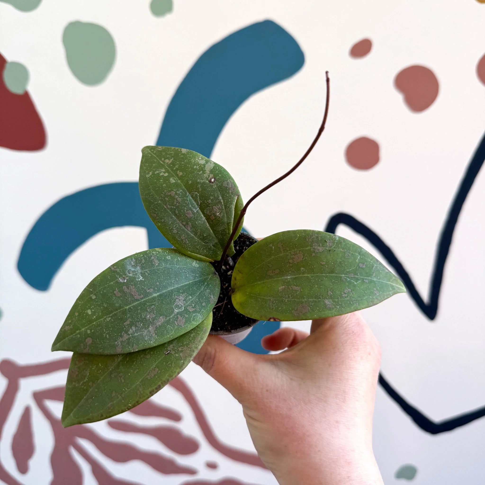 Hoya sigillatis - Image 6