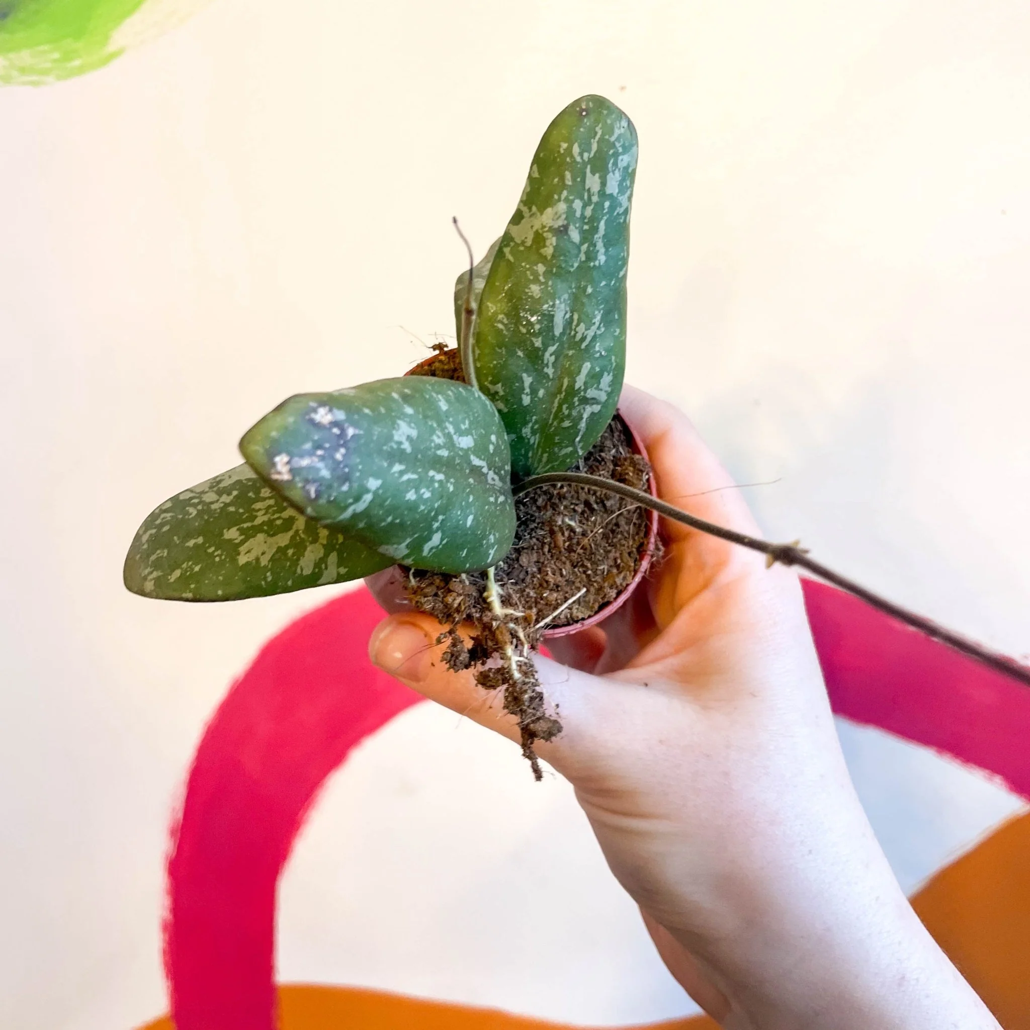 Hoya sigillatis 'Round Leaf' (Wide form) - Image 5