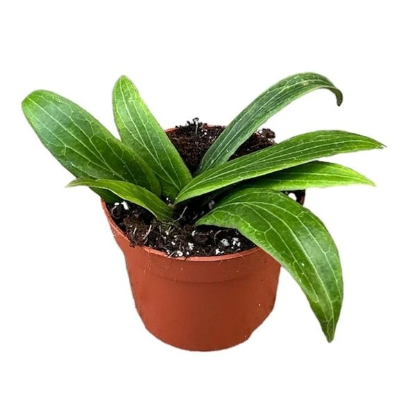 Hoya soligamiana - Image 2