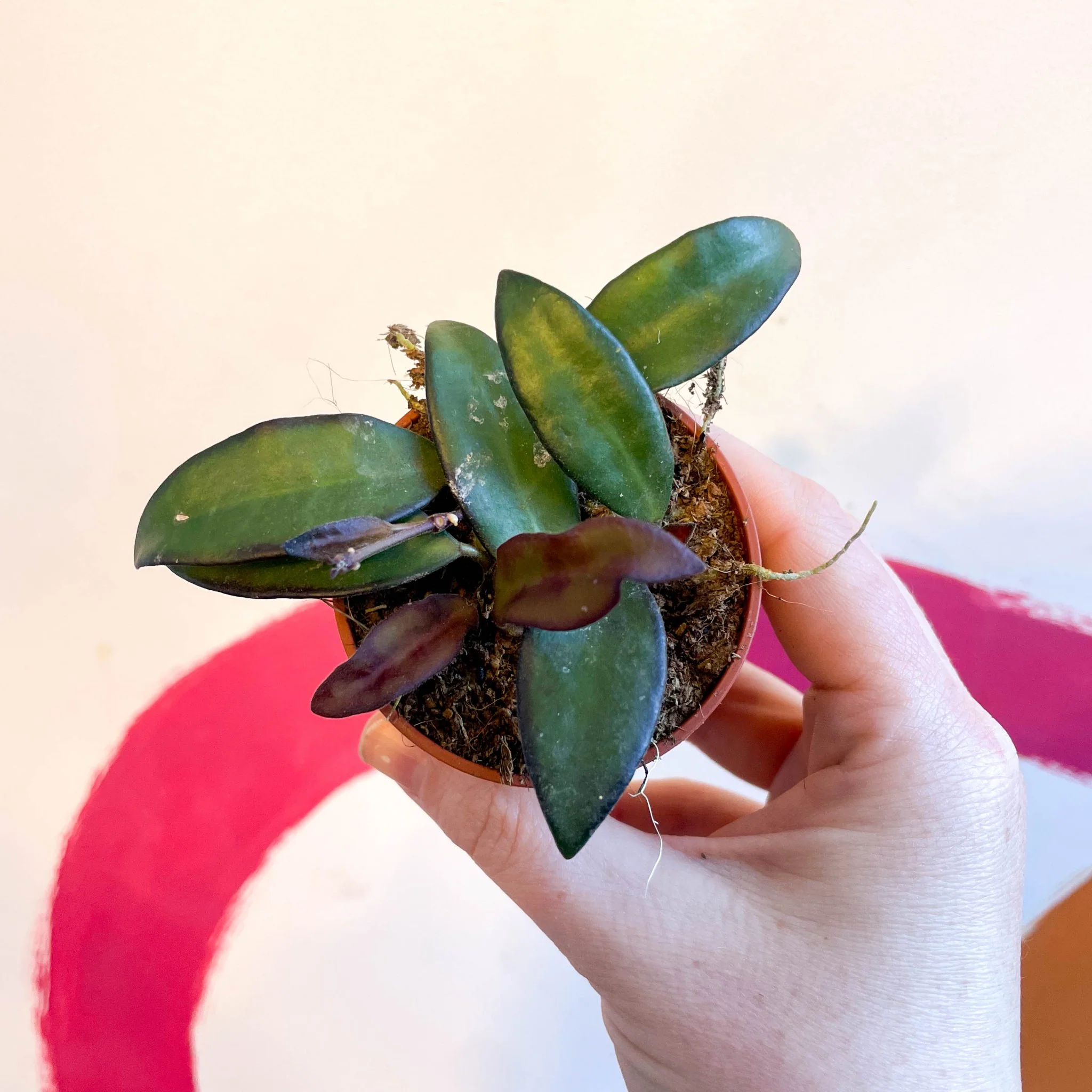 Hoya sp. ‘Philippines’