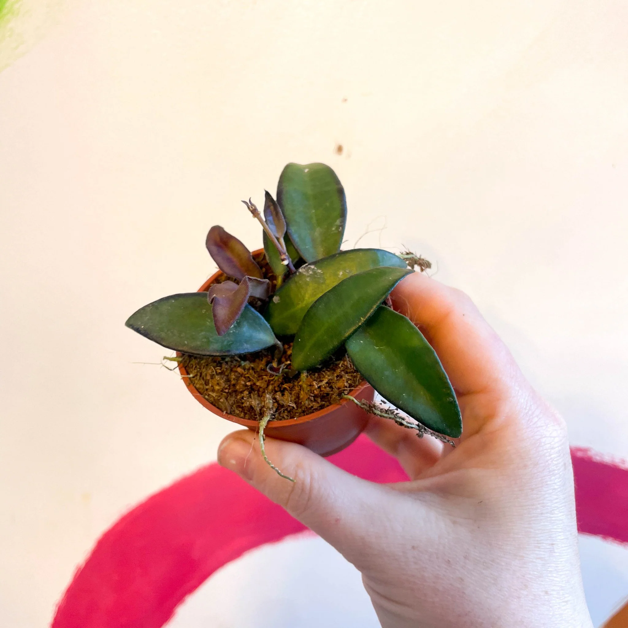 Hoya sp. ‘Philippines’ - Image 3
