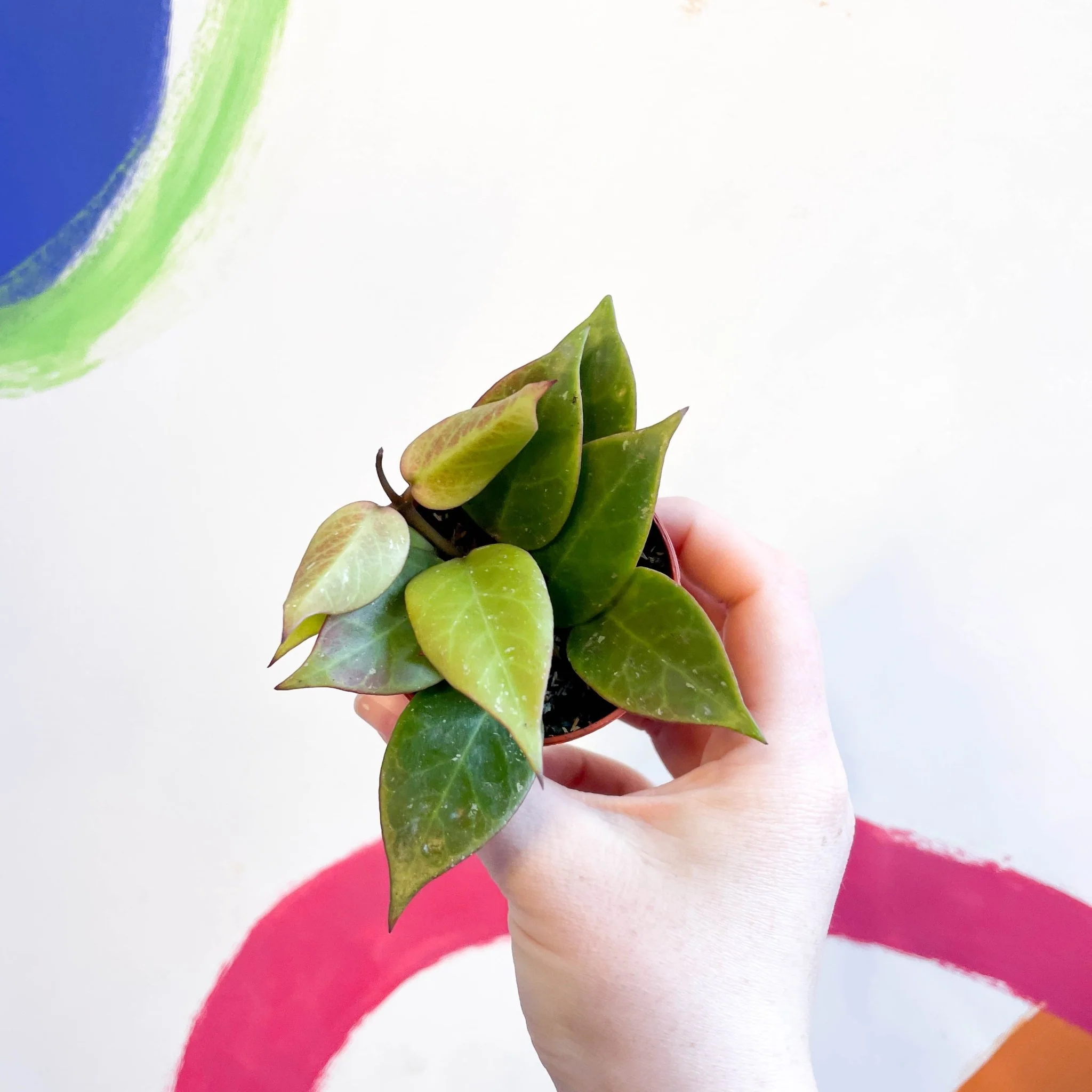 Hoya lacunosa x obscura 'Sunrise' - Image 3