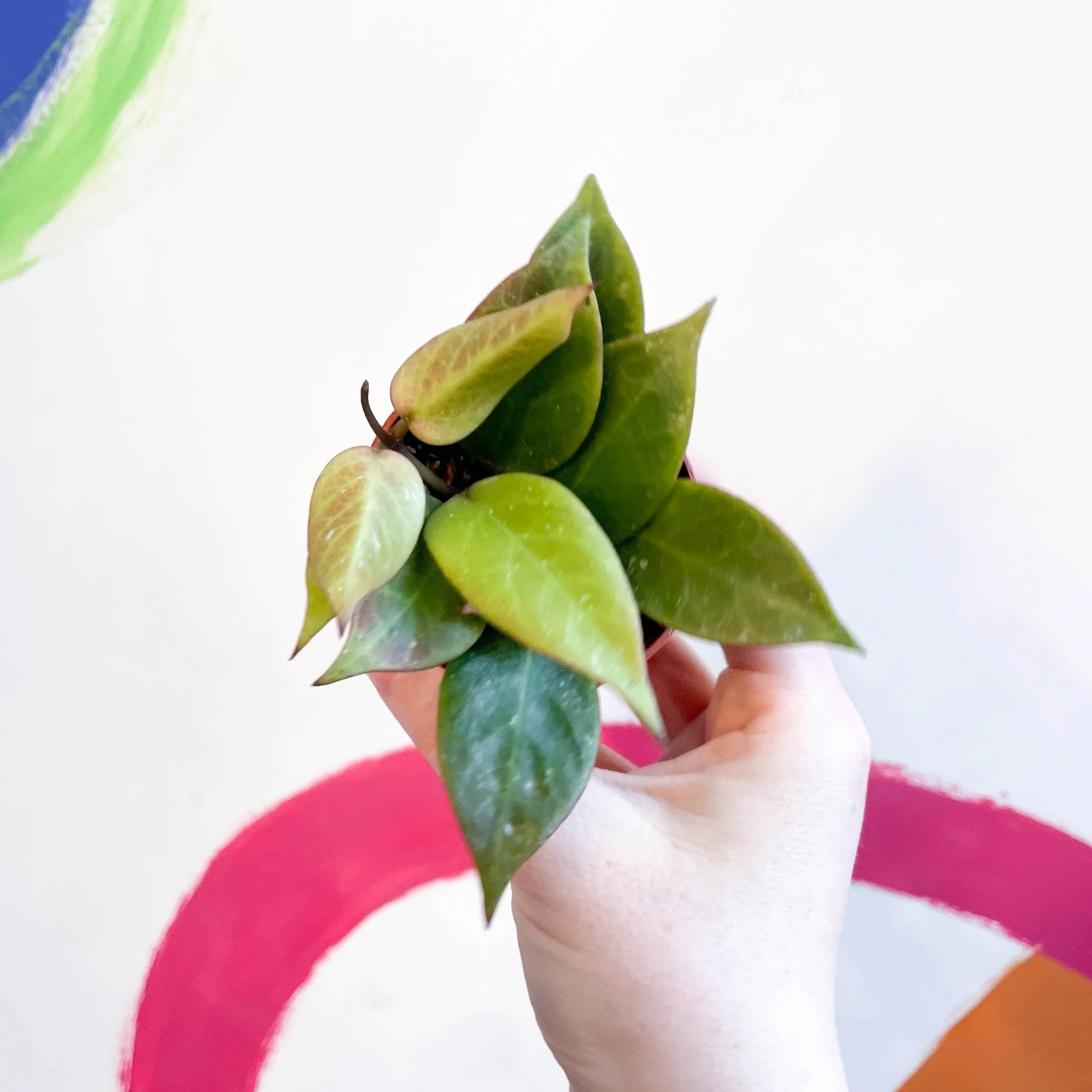 Hoya lacunosa x obscura 'Sunrise' - Image 4