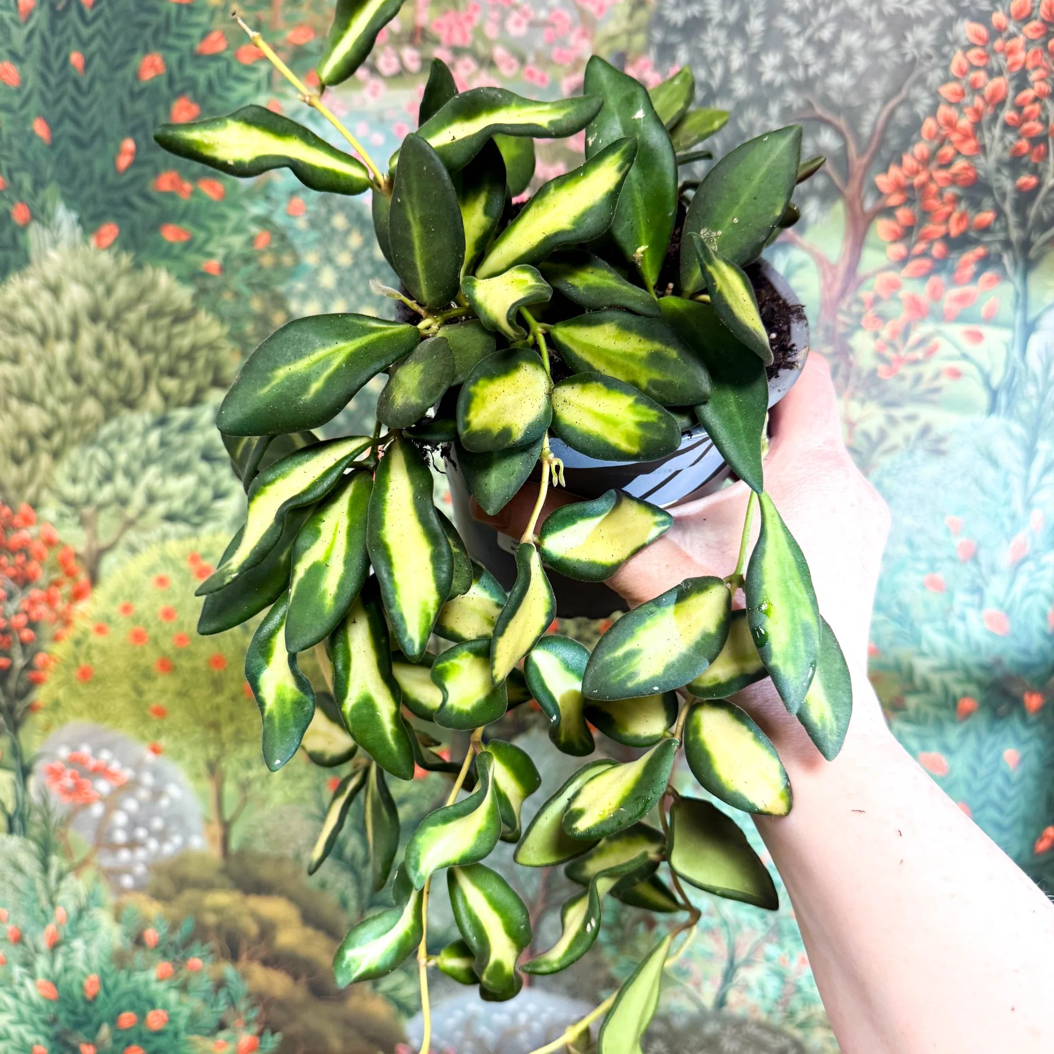 Hoya burtoniae 'Variegata'