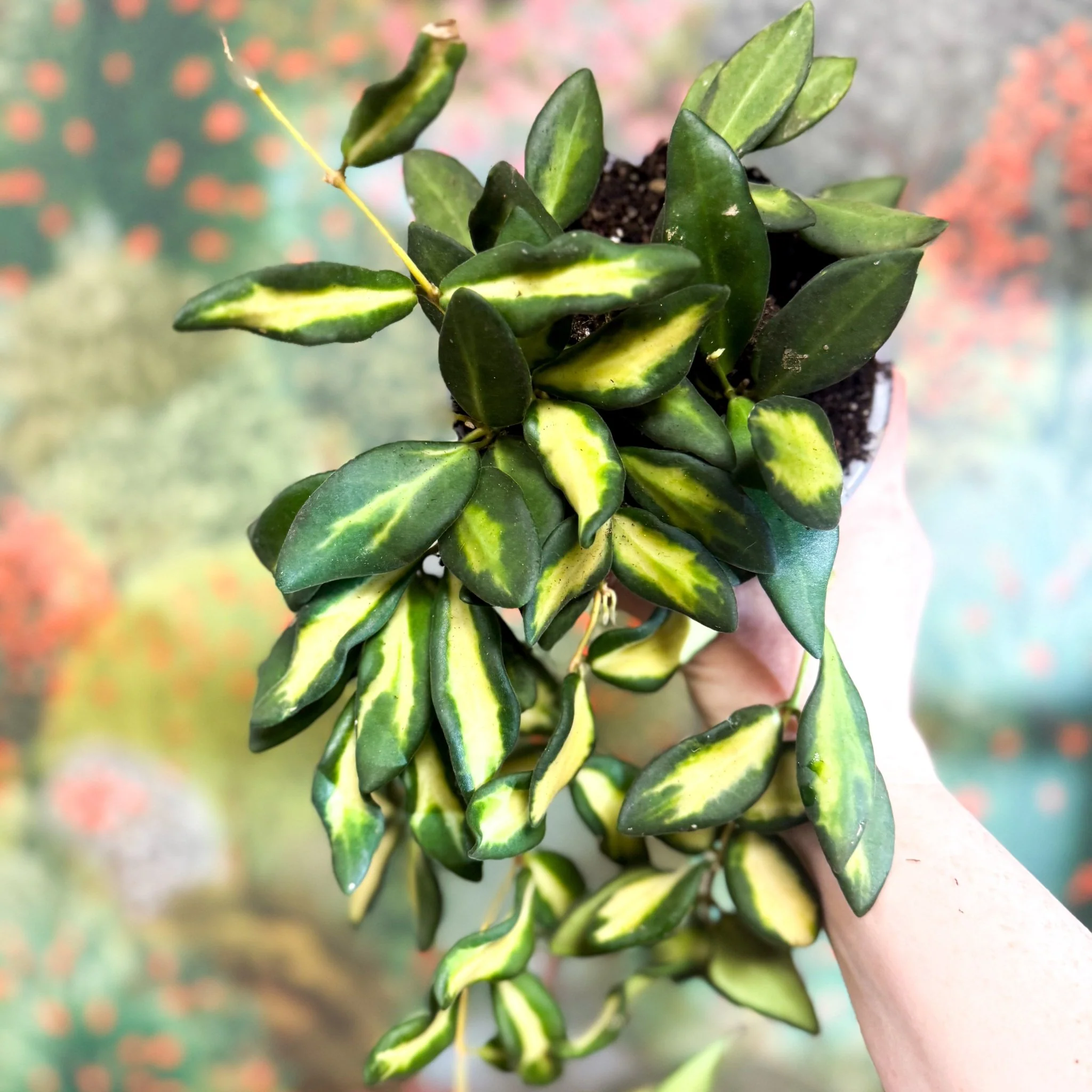 Hoya burtoniae 'Variegata' - Image 10