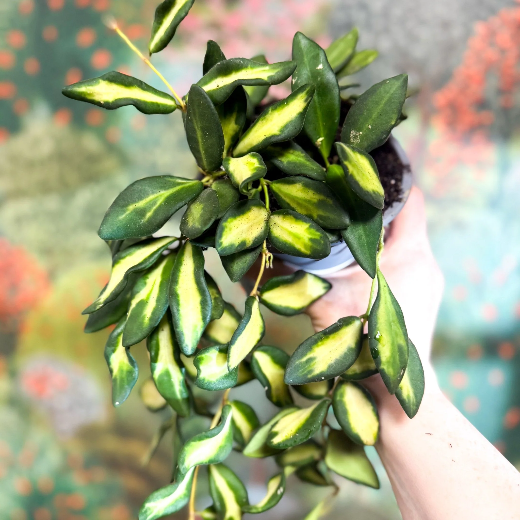 Hoya burtoniae 'Variegata' - Image 11