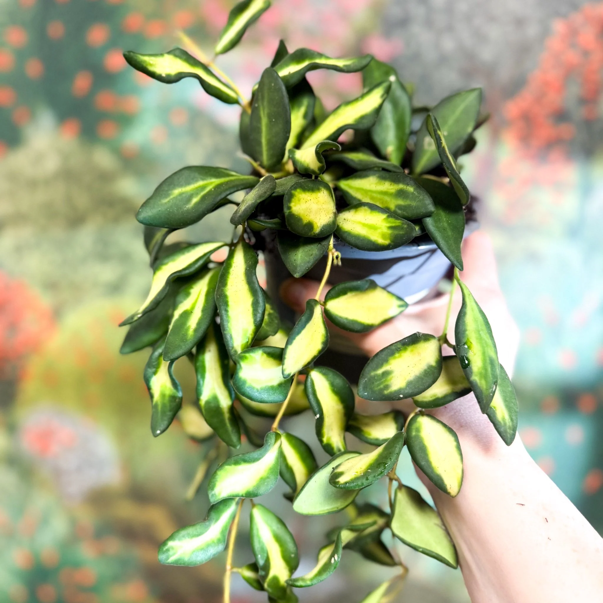 Hoya burtoniae 'Variegata' - Image 12