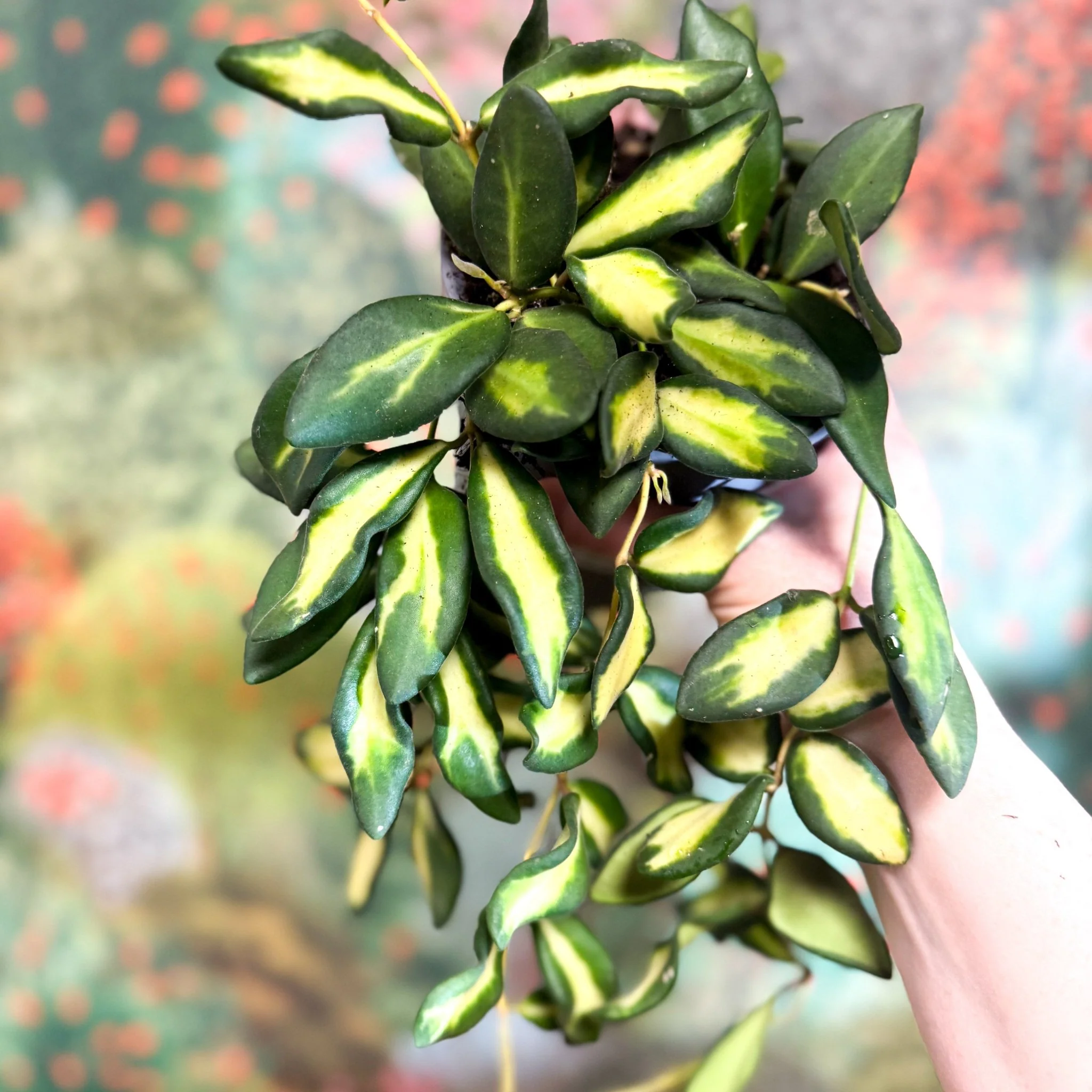 Hoya burtoniae 'Variegata' - Image 15