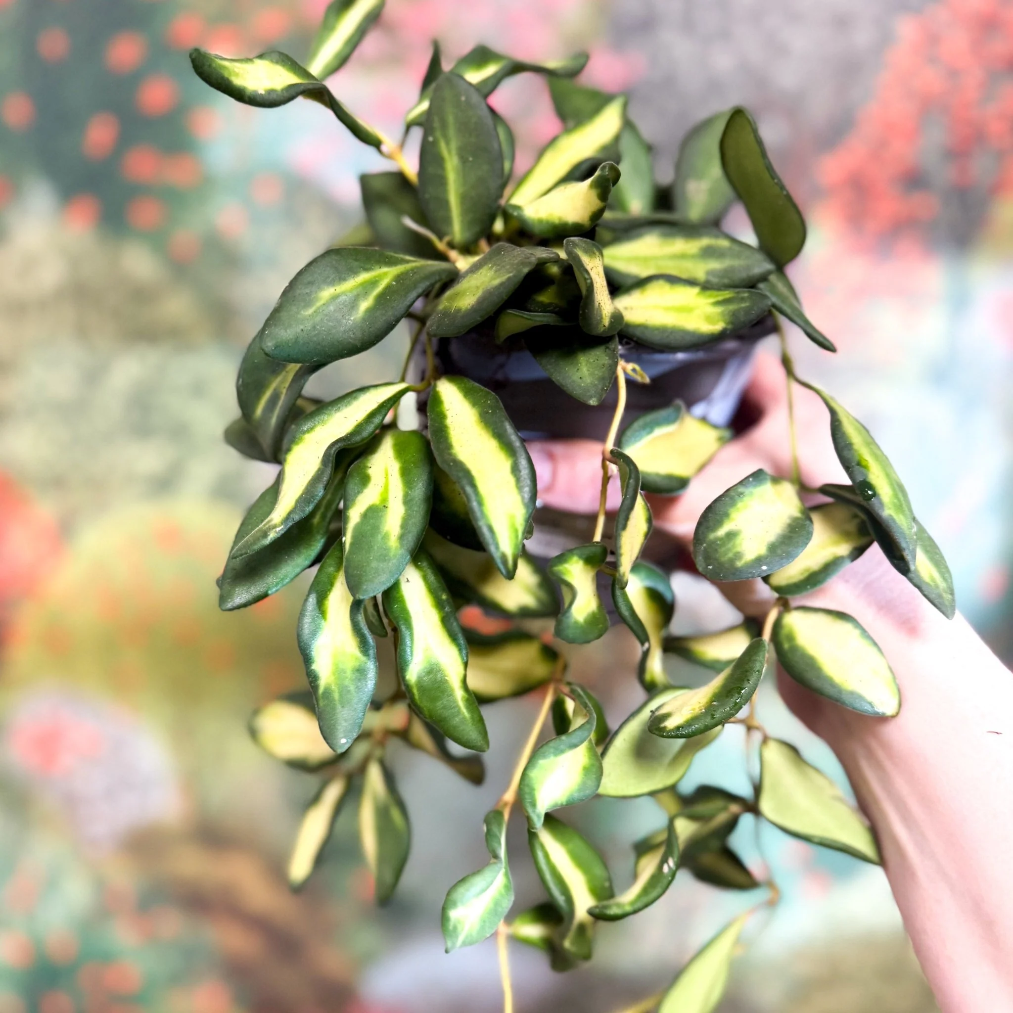 Hoya burtoniae 'Variegata' - Image 16
