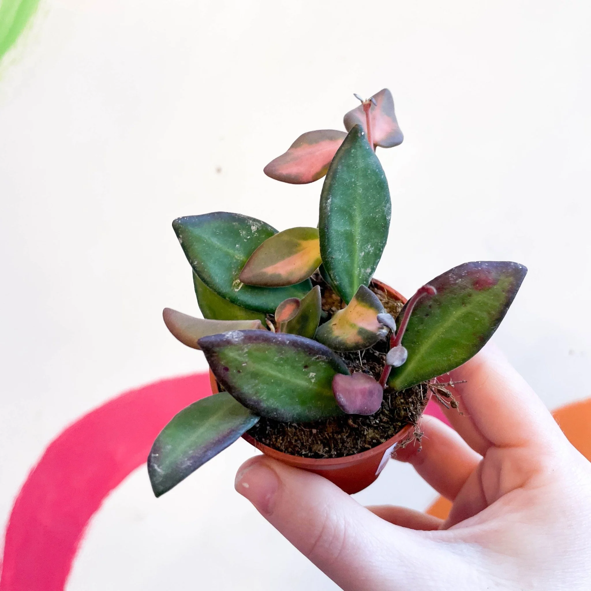 Hoya burtoniae 'Variegata' - Image 2
