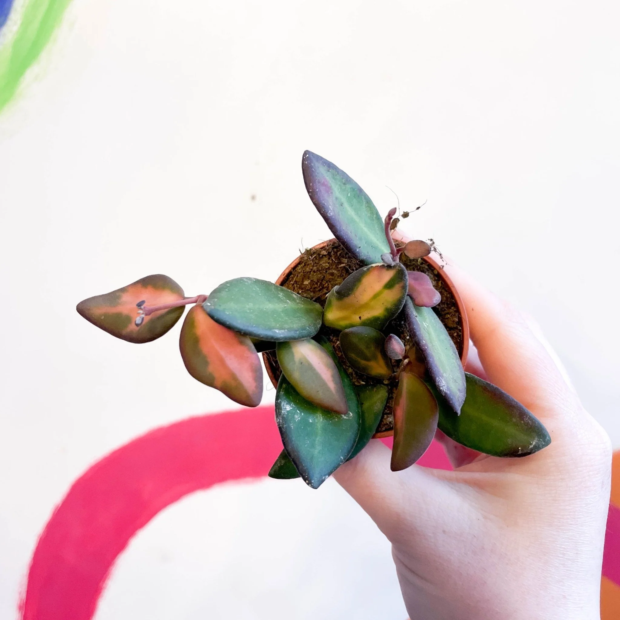 Hoya burtoniae 'Variegata' - Image 3