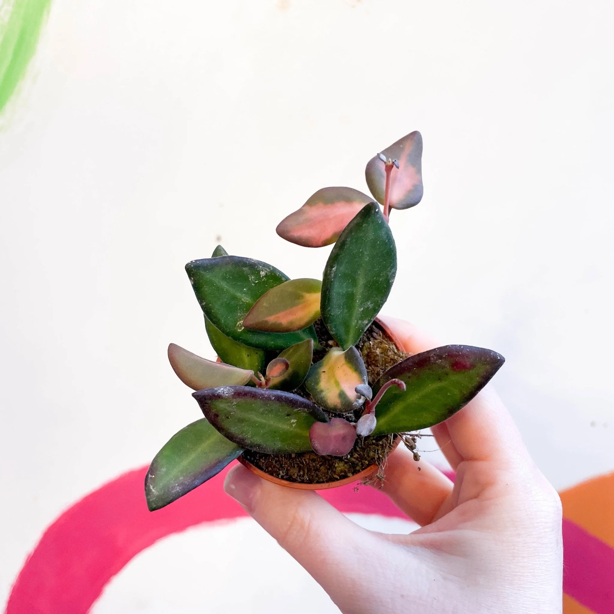 Hoya burtoniae 'Variegata' - Image 4