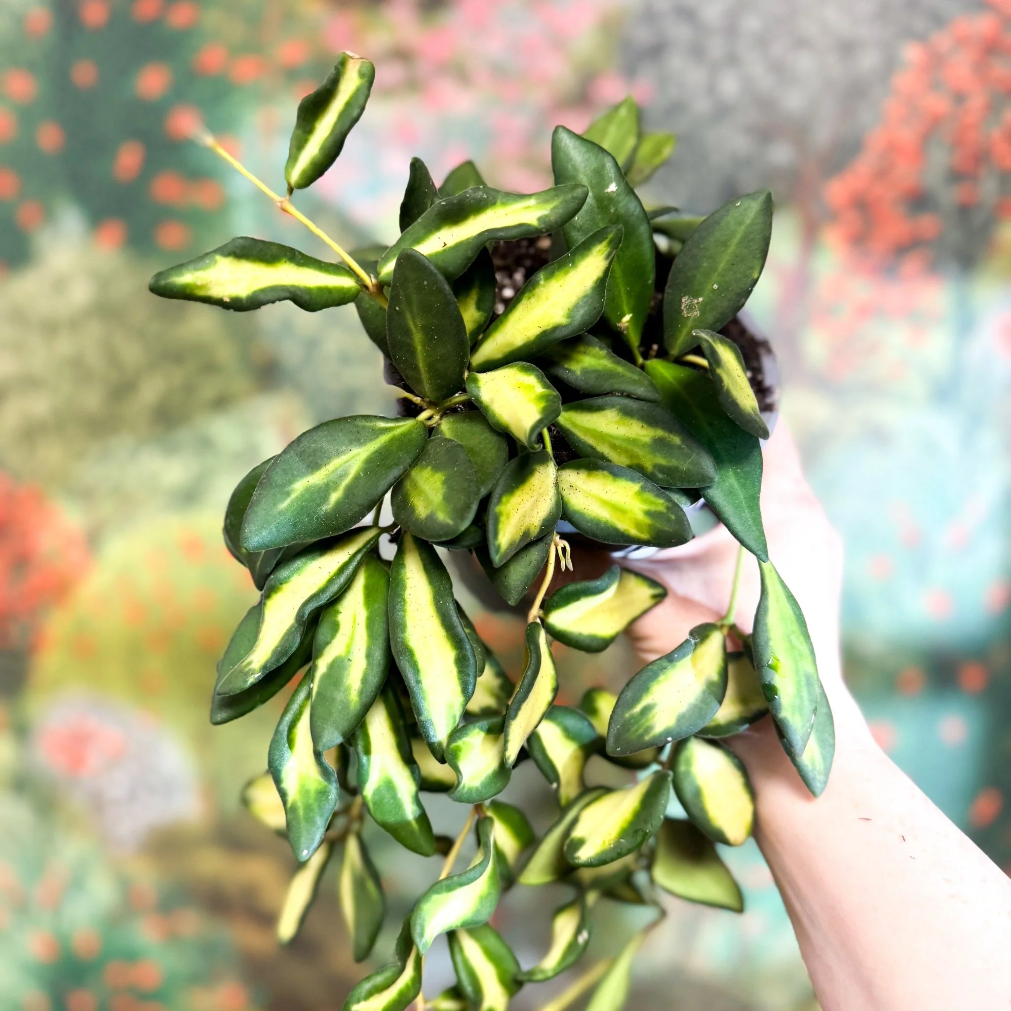 Hoya burtoniae 'Variegata' - Image 8