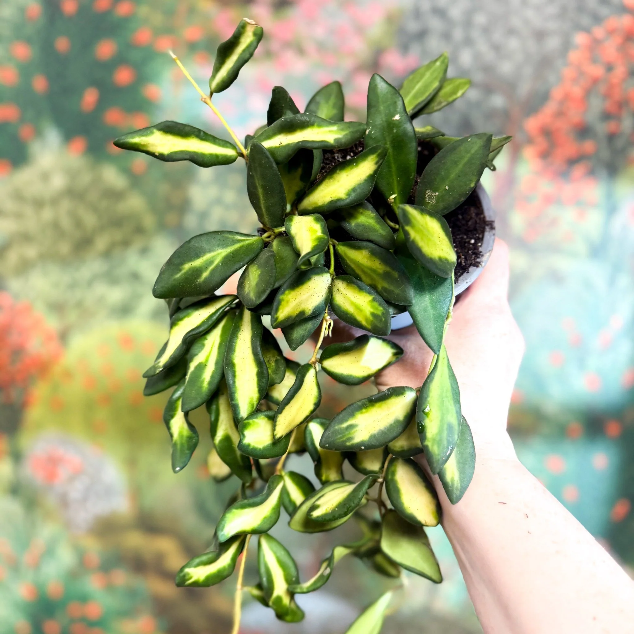 Hoya burtoniae 'Variegata' - Image 9