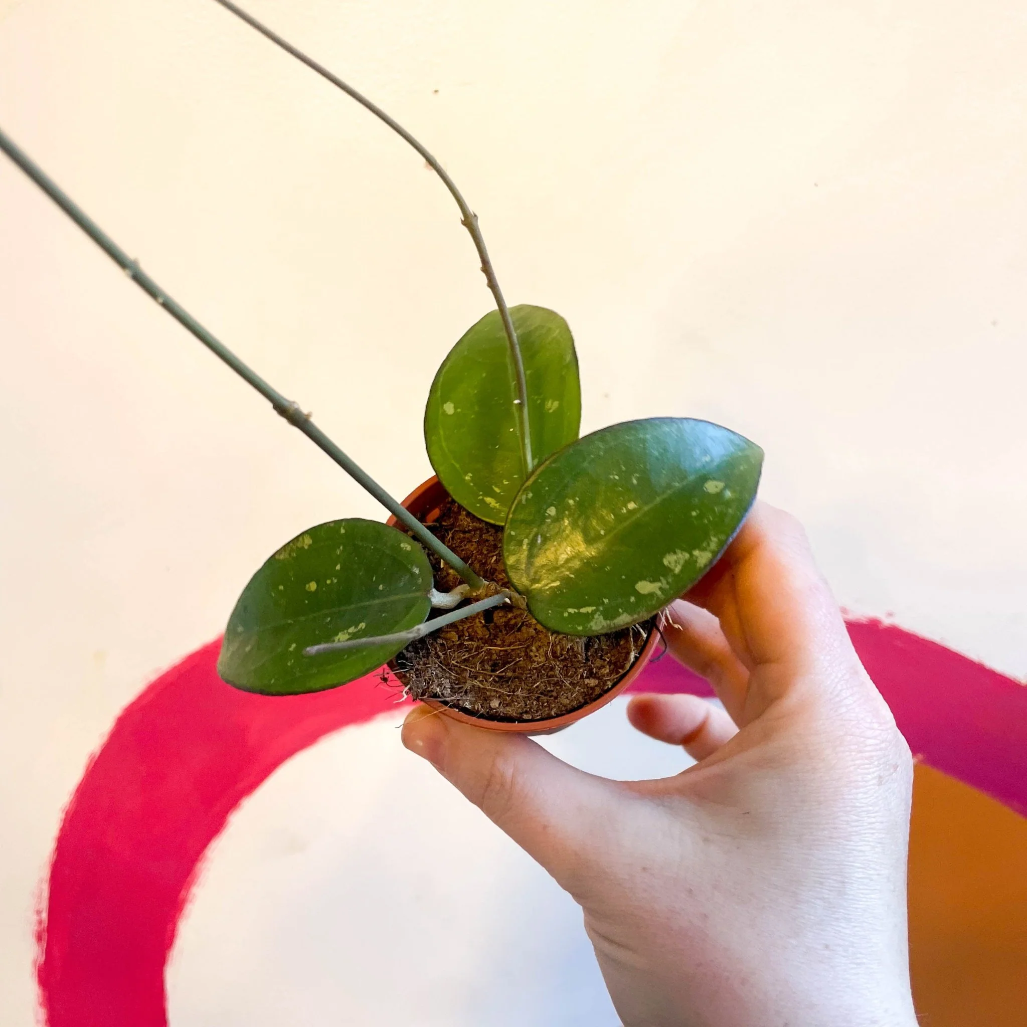 Hoya verticillata 'Black Edge'