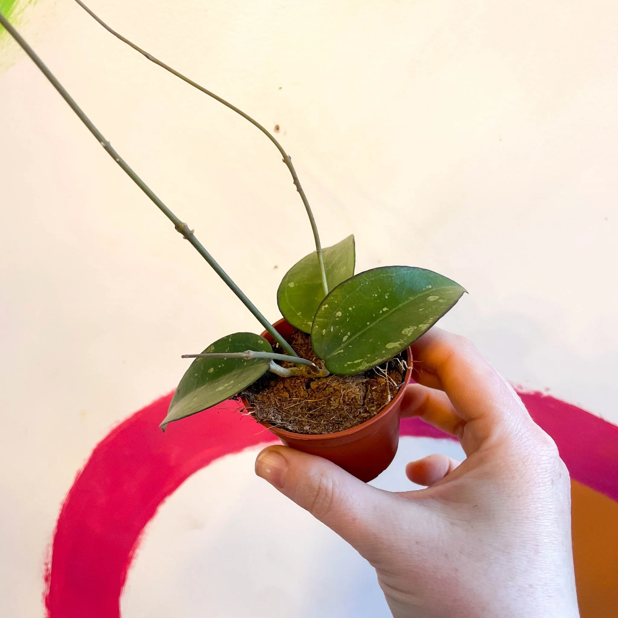 Hoya verticillata 'Black Edge' - Image 2
