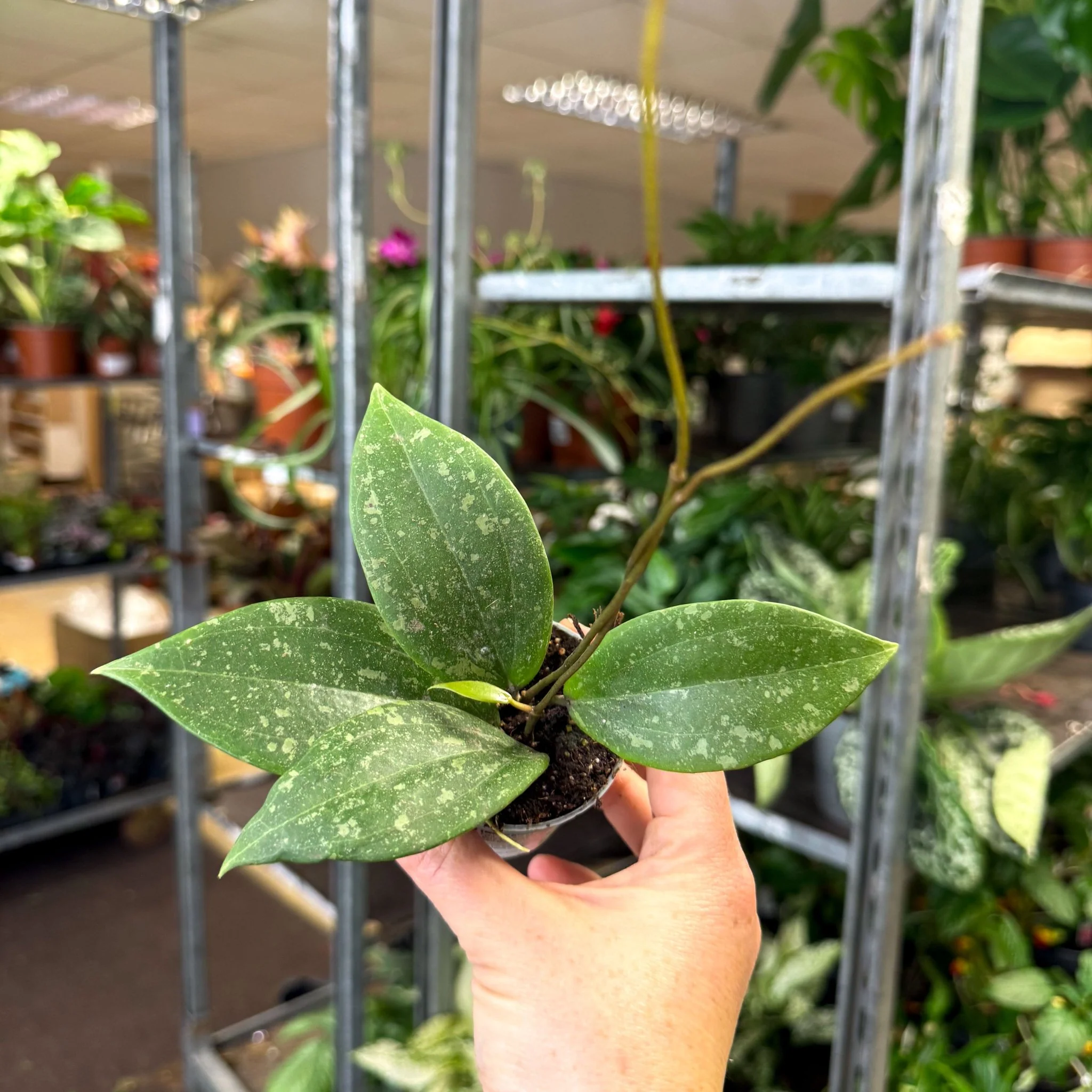 Hoya verticillata (wibergiae) IML 1618 - Image 2